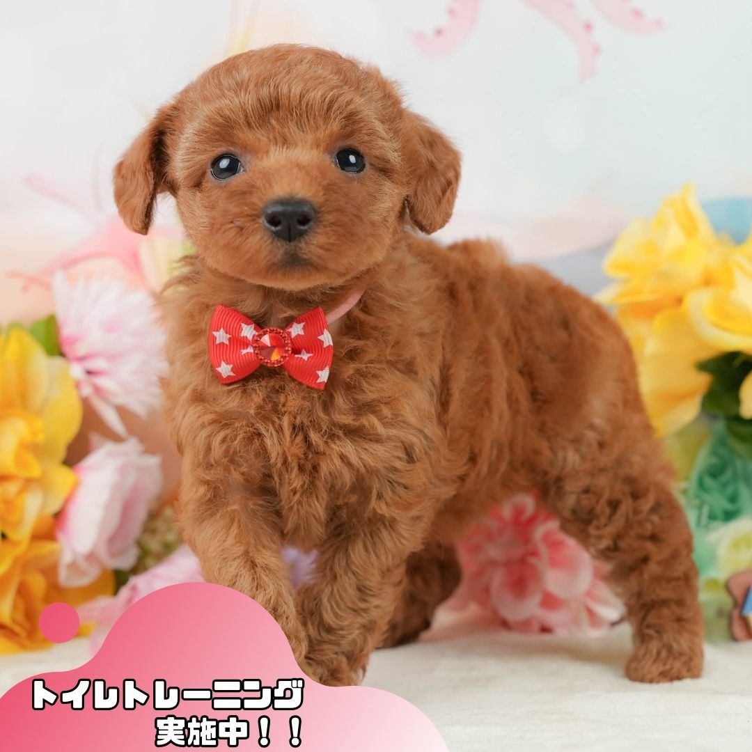 トイ・プードル | 女の子 | レッド | 2026年1月5日
