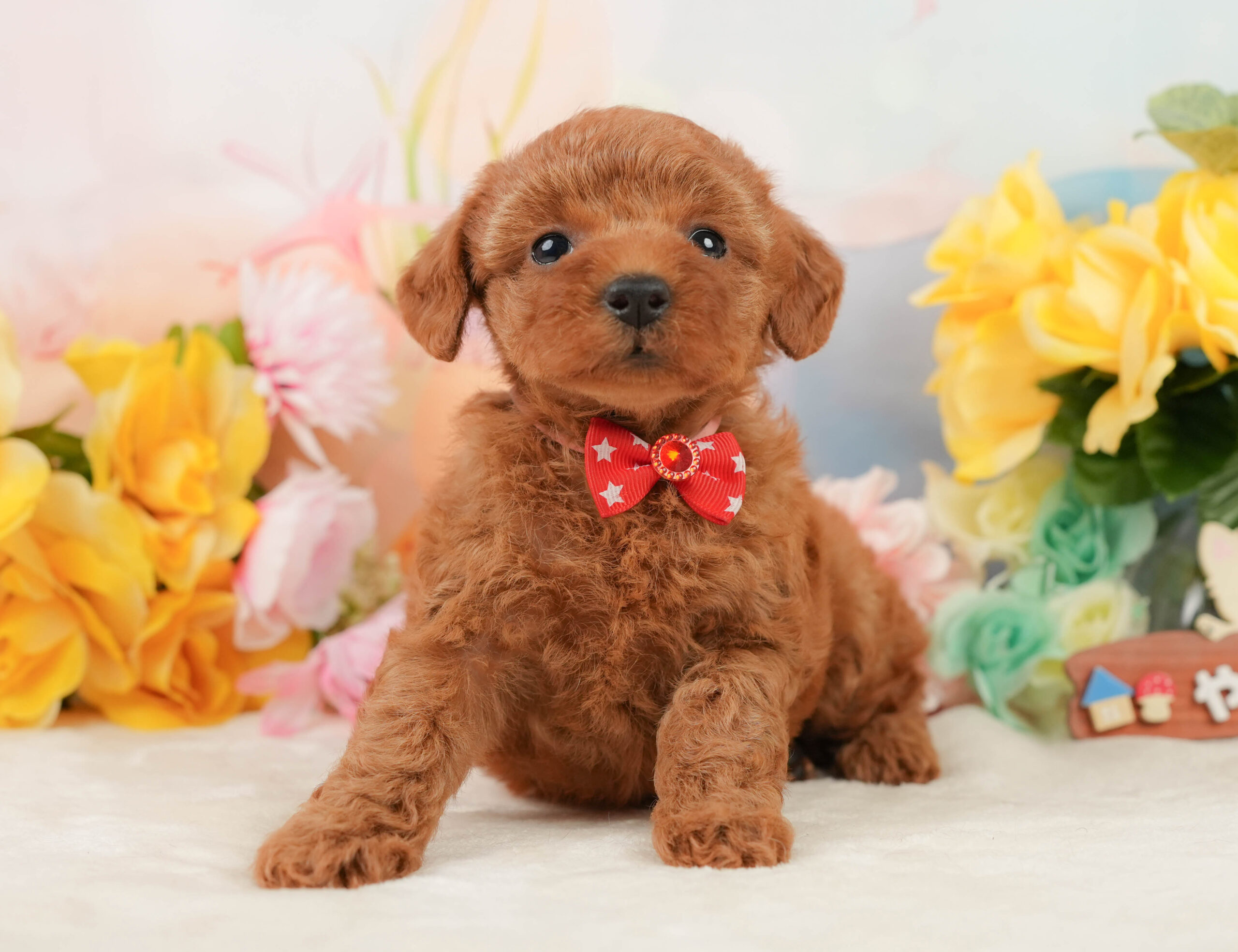 トイ・プードル | 女の子 | レッド | 2026年1月5日