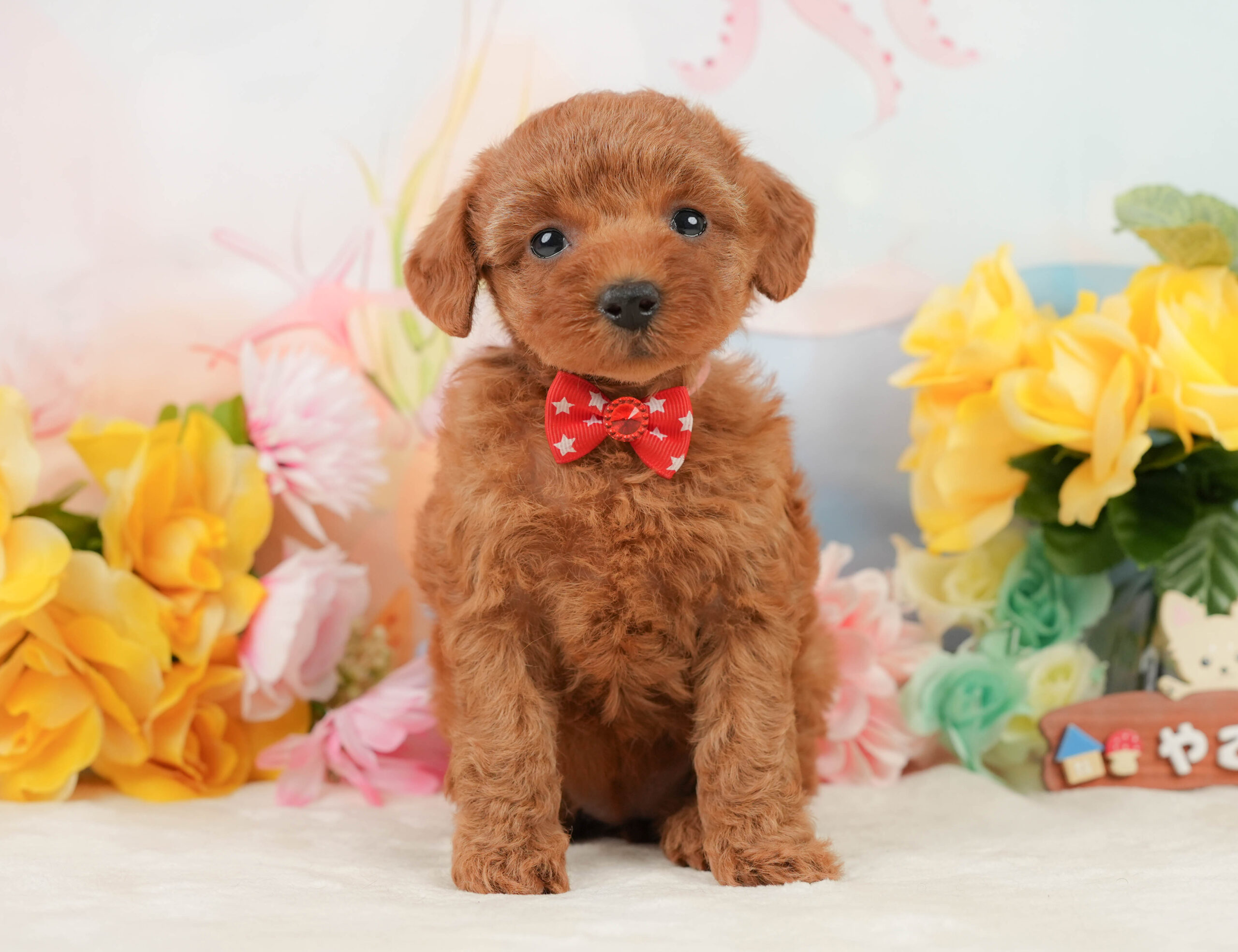 トイ・プードル | 女の子 | レッド | 2026年1月5日