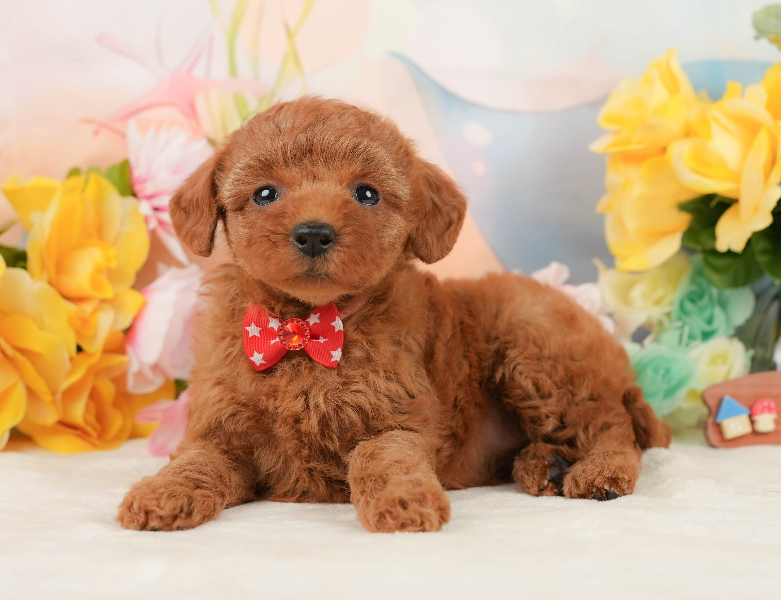 トイ・プードル | 女の子 | レッド | 2026年1月5日