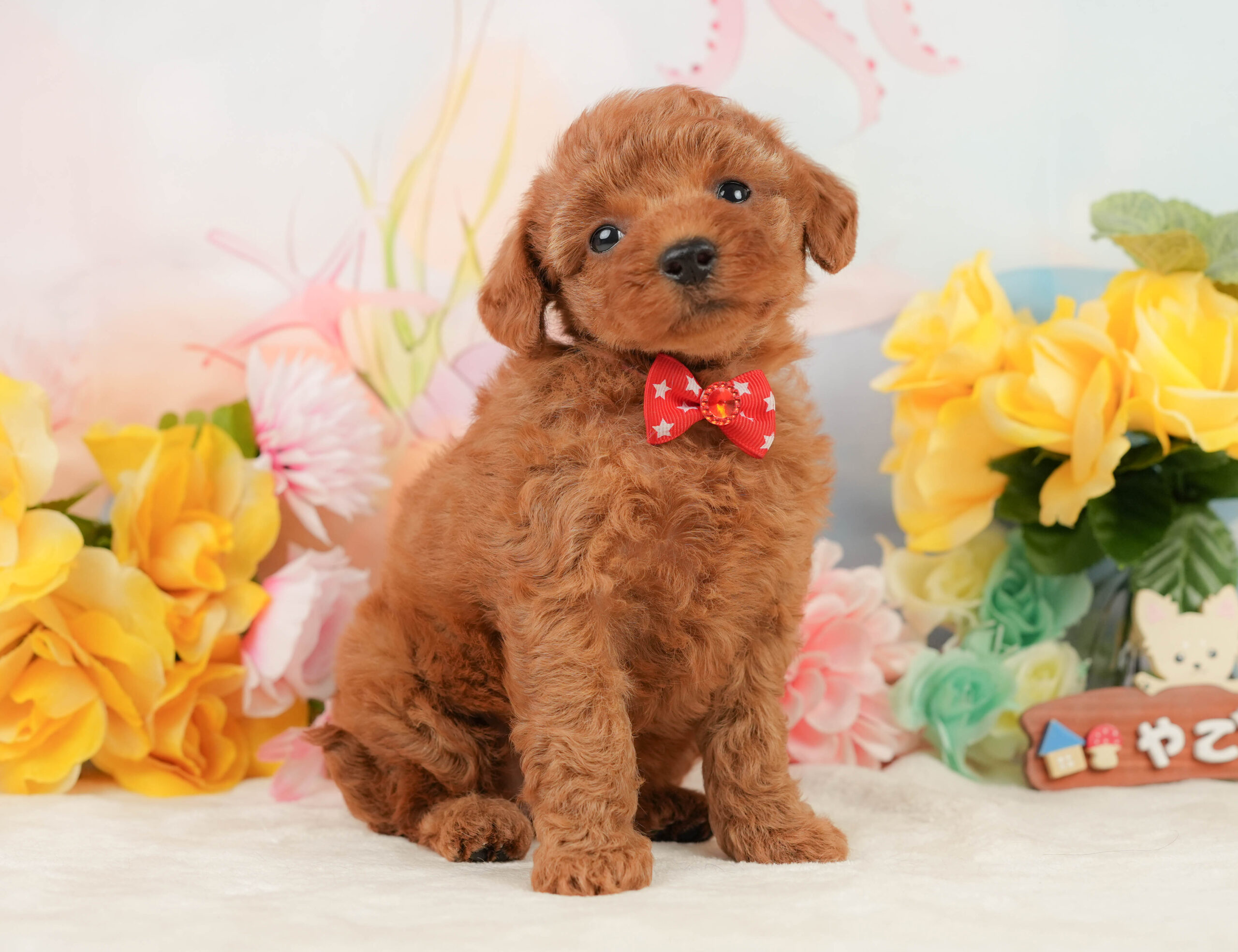 トイ・プードル | 女の子 | レッド | 2026年1月5日