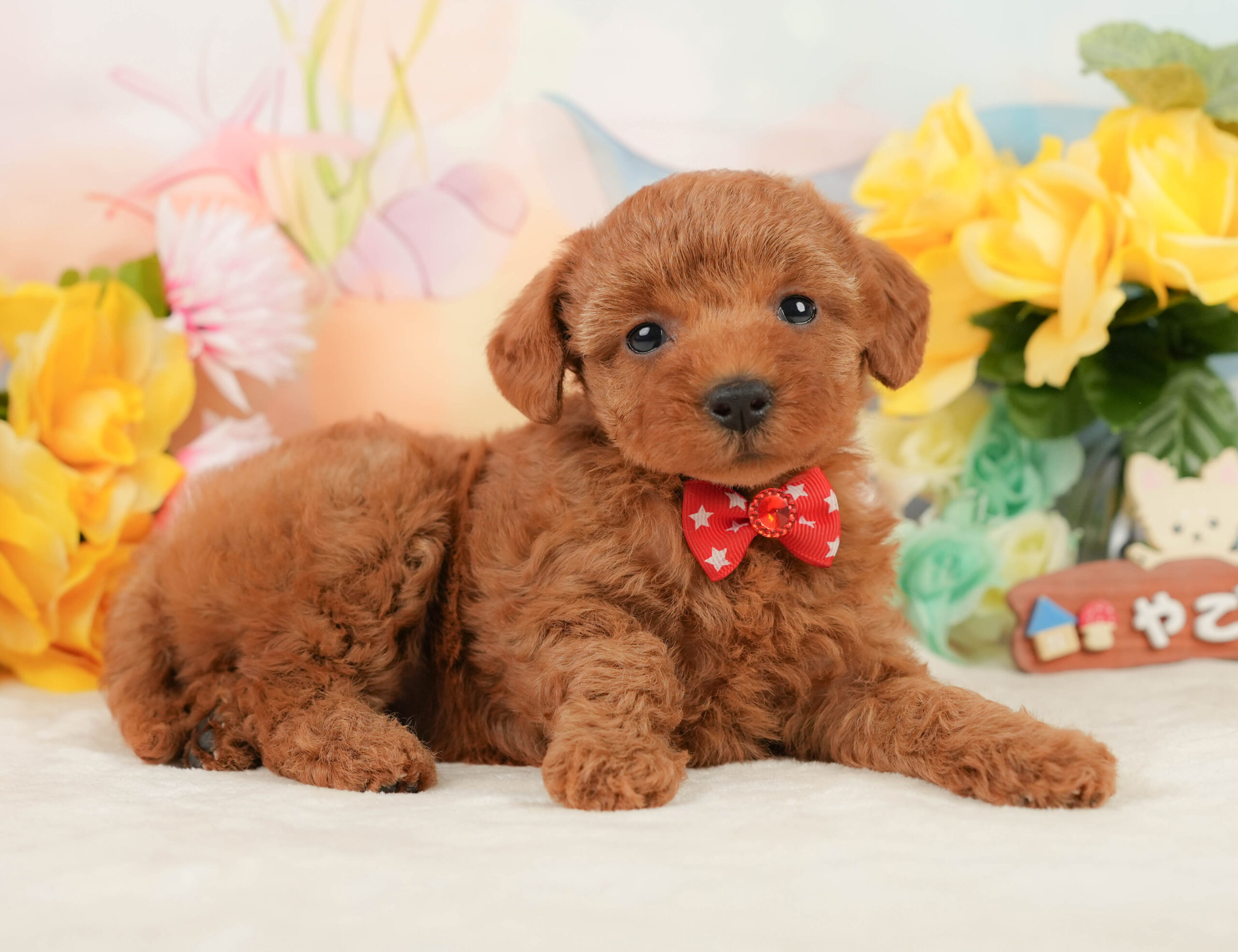 トイ・プードル | 女の子 | レッド | 2026年1月5日