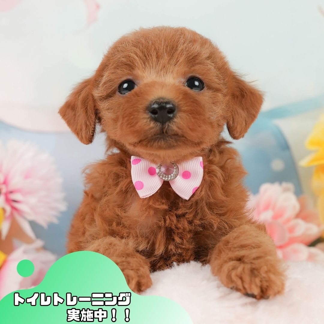 トイ・プードル | 女の子 | レッド | 2026年1月5日