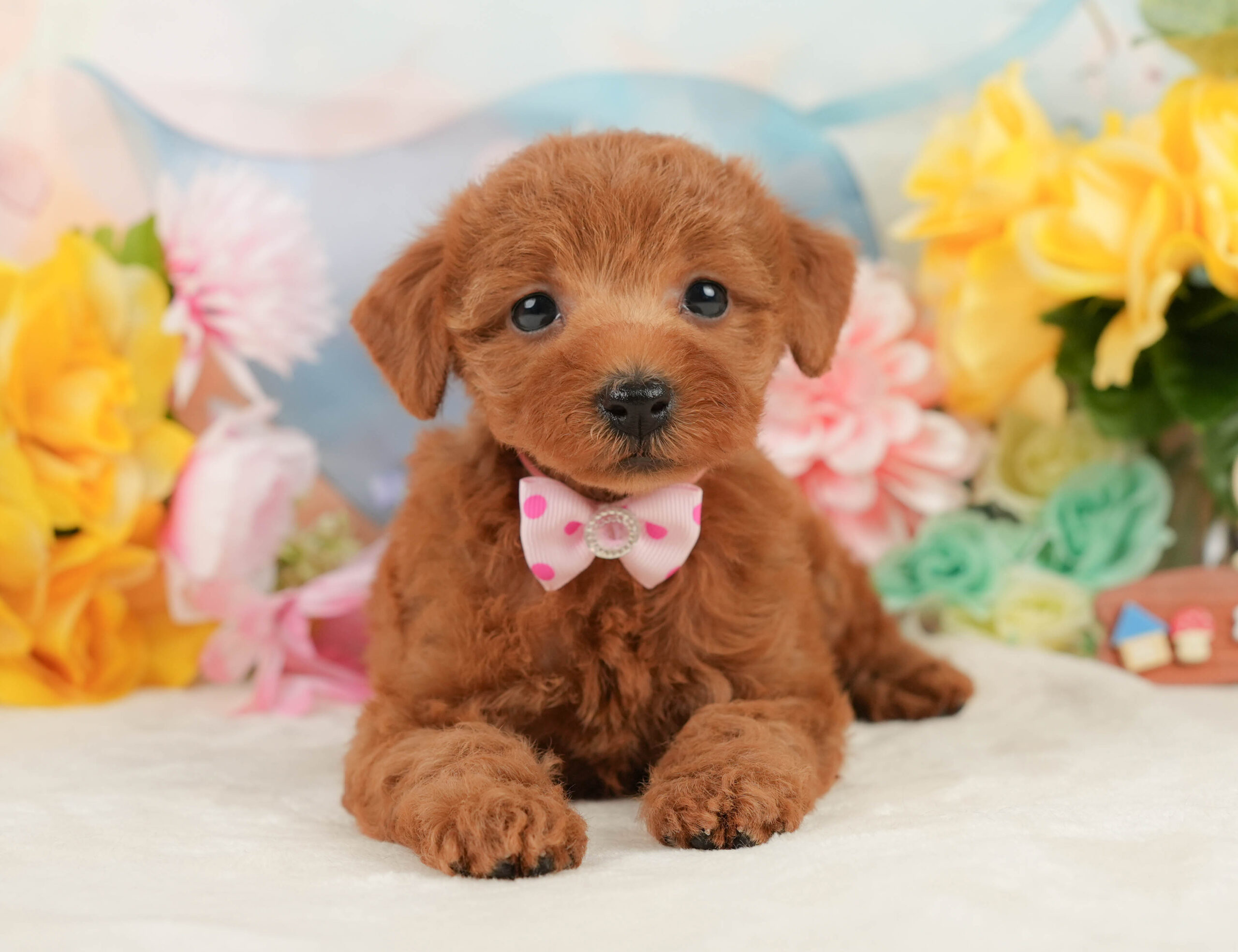 トイ・プードル | 女の子 | レッド | 2026年1月5日