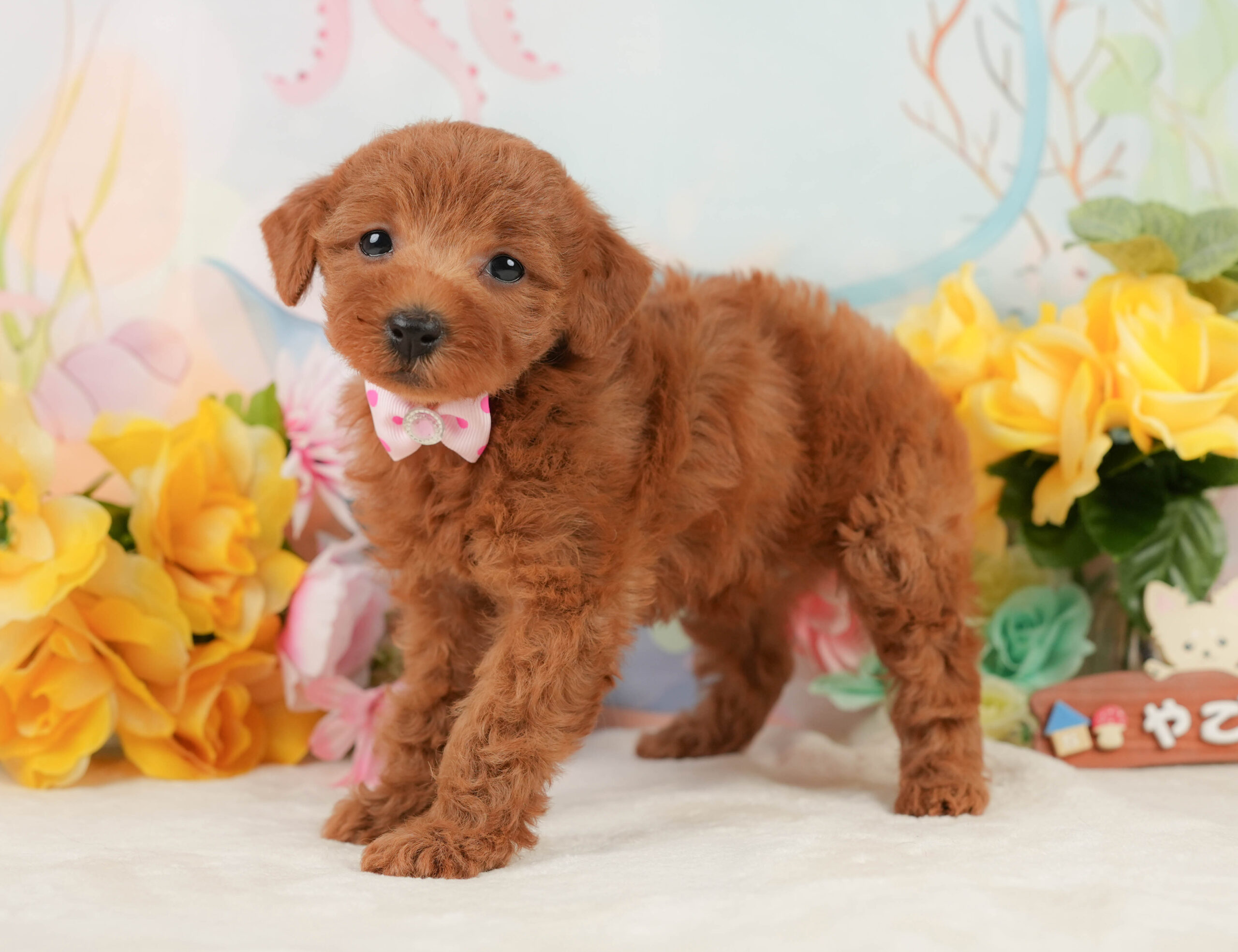 トイ・プードル | 女の子 | レッド | 2026年1月5日