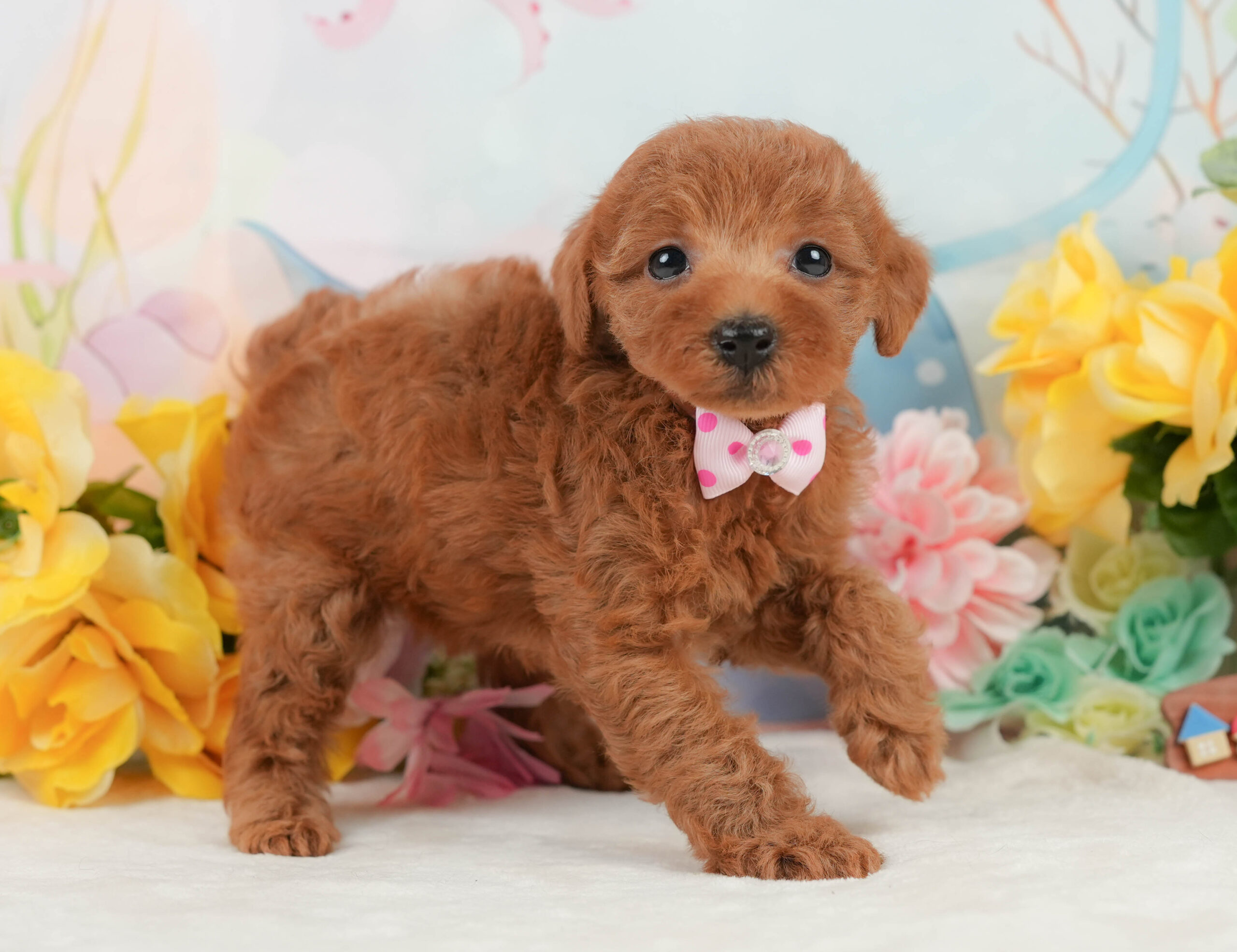 トイ・プードル | 女の子 | レッド | 2026年1月5日