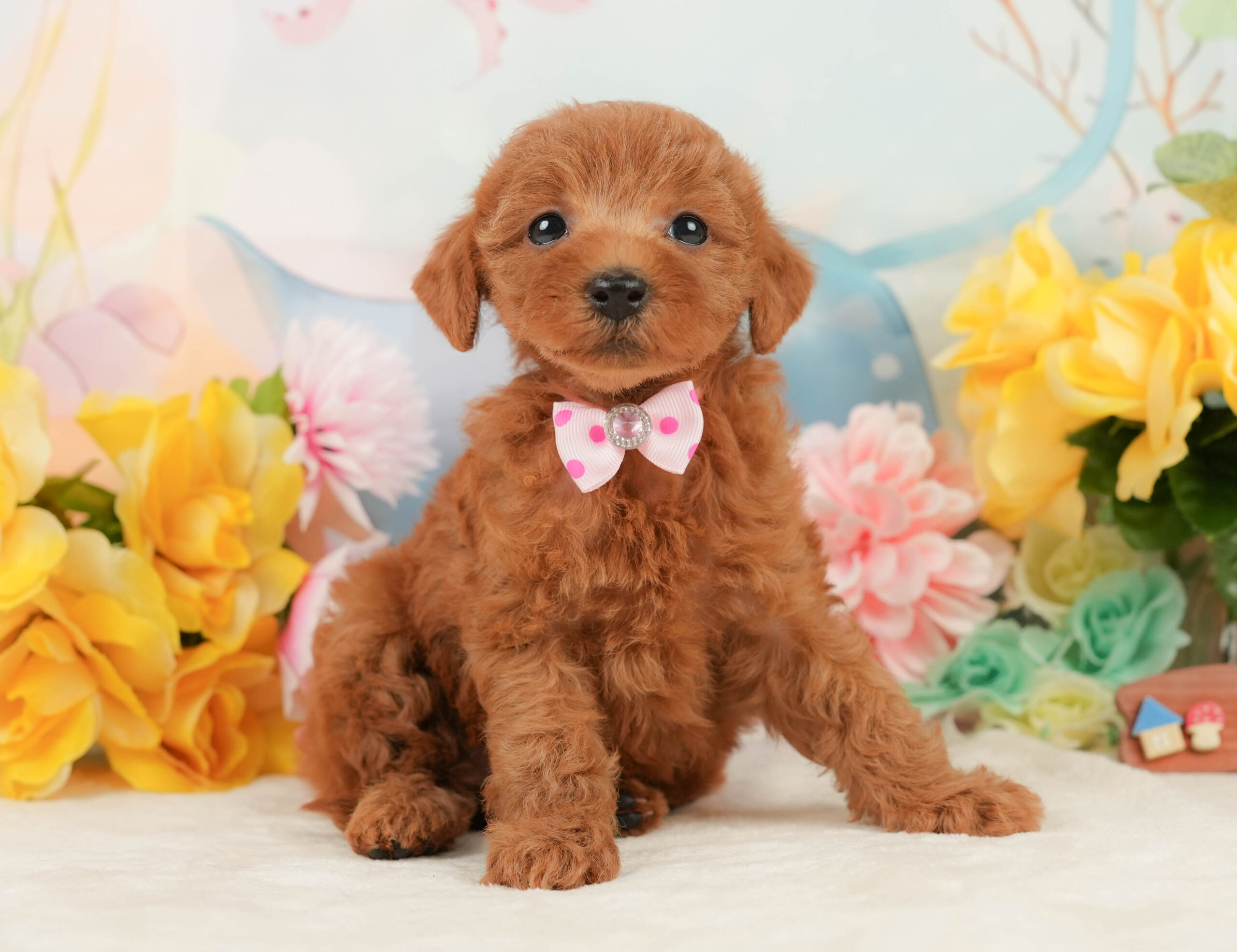 トイ・プードル | 女の子 | レッド | 2026年1月5日