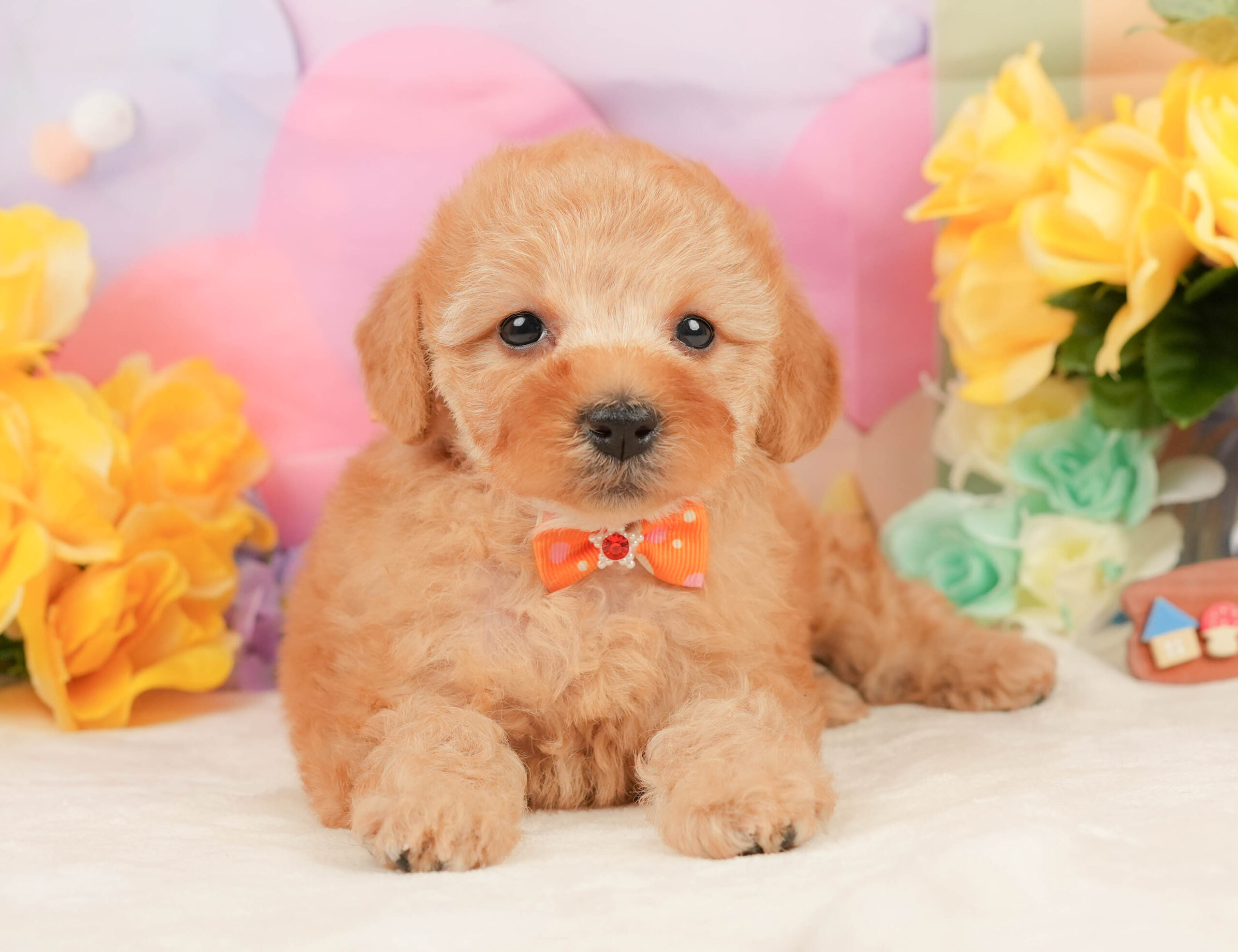 トイ・プードル | 女の子 | アプリコット | 2026年1月5日