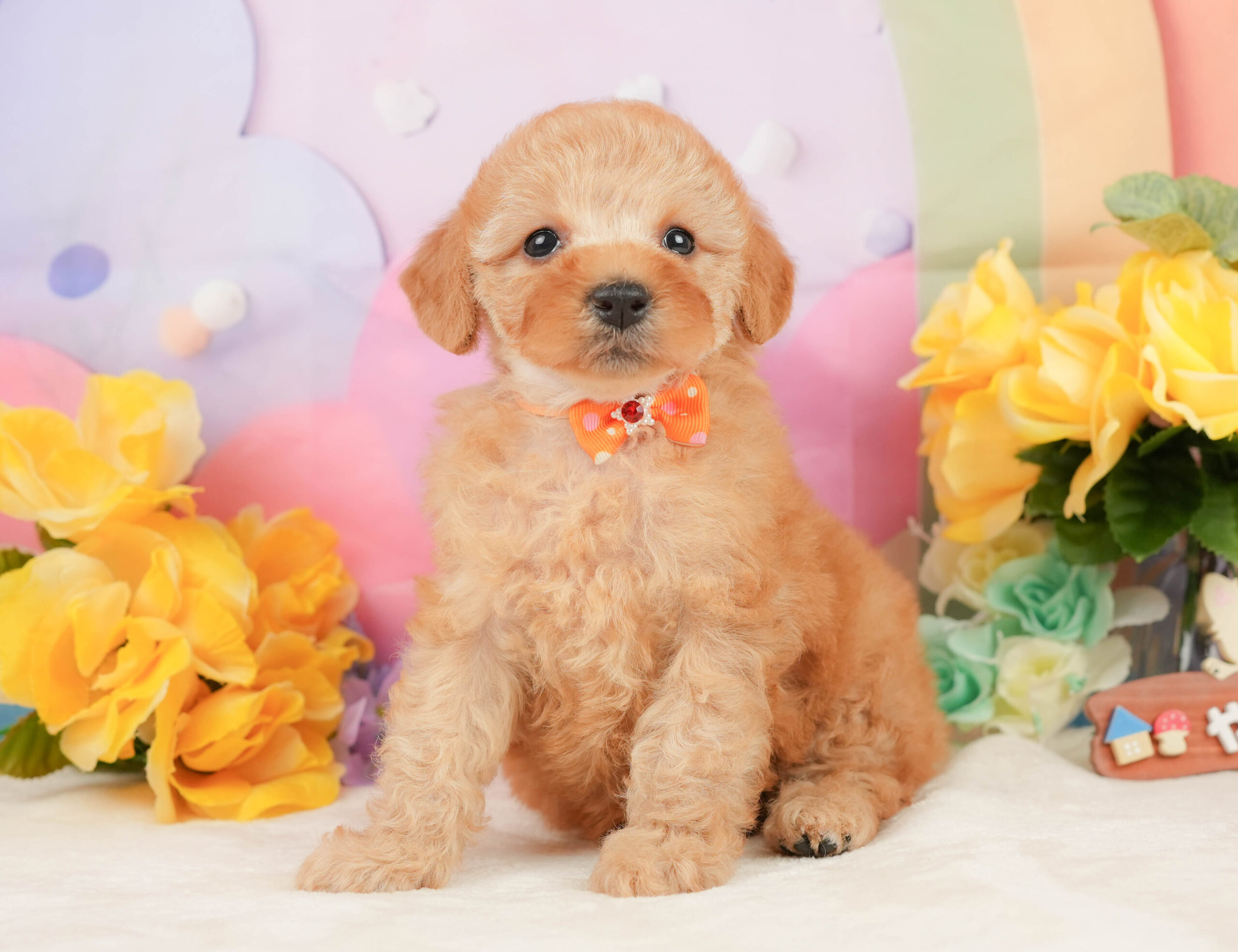 トイ・プードル | 女の子 | アプリコット | 2026年1月5日