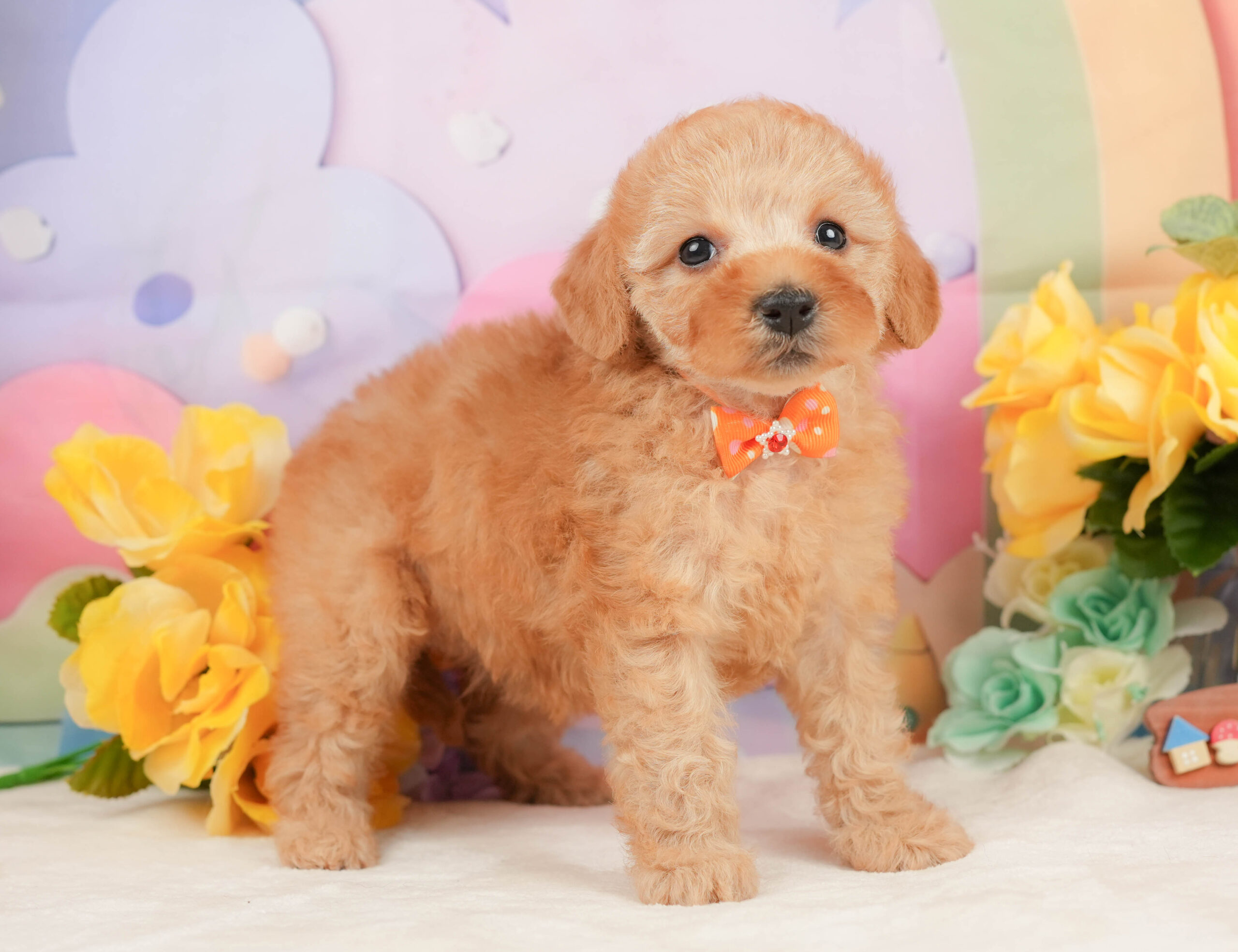 トイ・プードル | 女の子 | アプリコット | 2026年1月5日