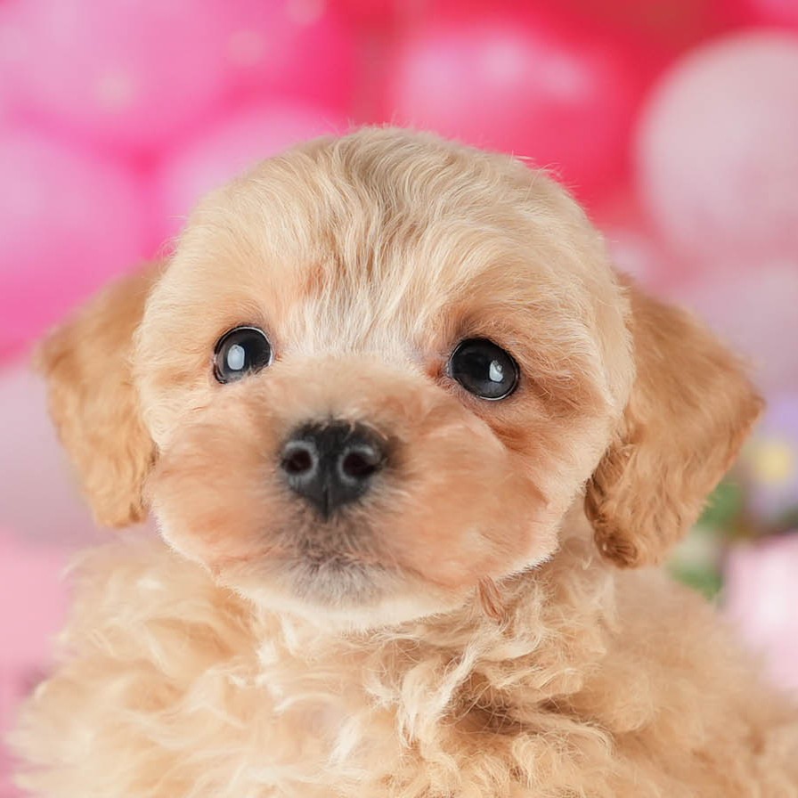 トイ・プードル | 男の子 | アプリコット | 2026年1月5日