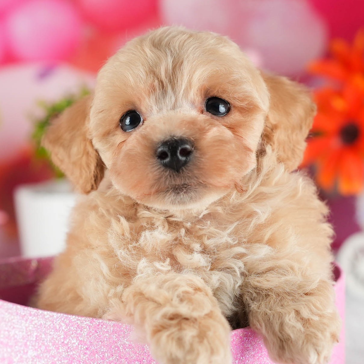 トイ・プードル | 男の子 | アプリコット | 2026年1月5日