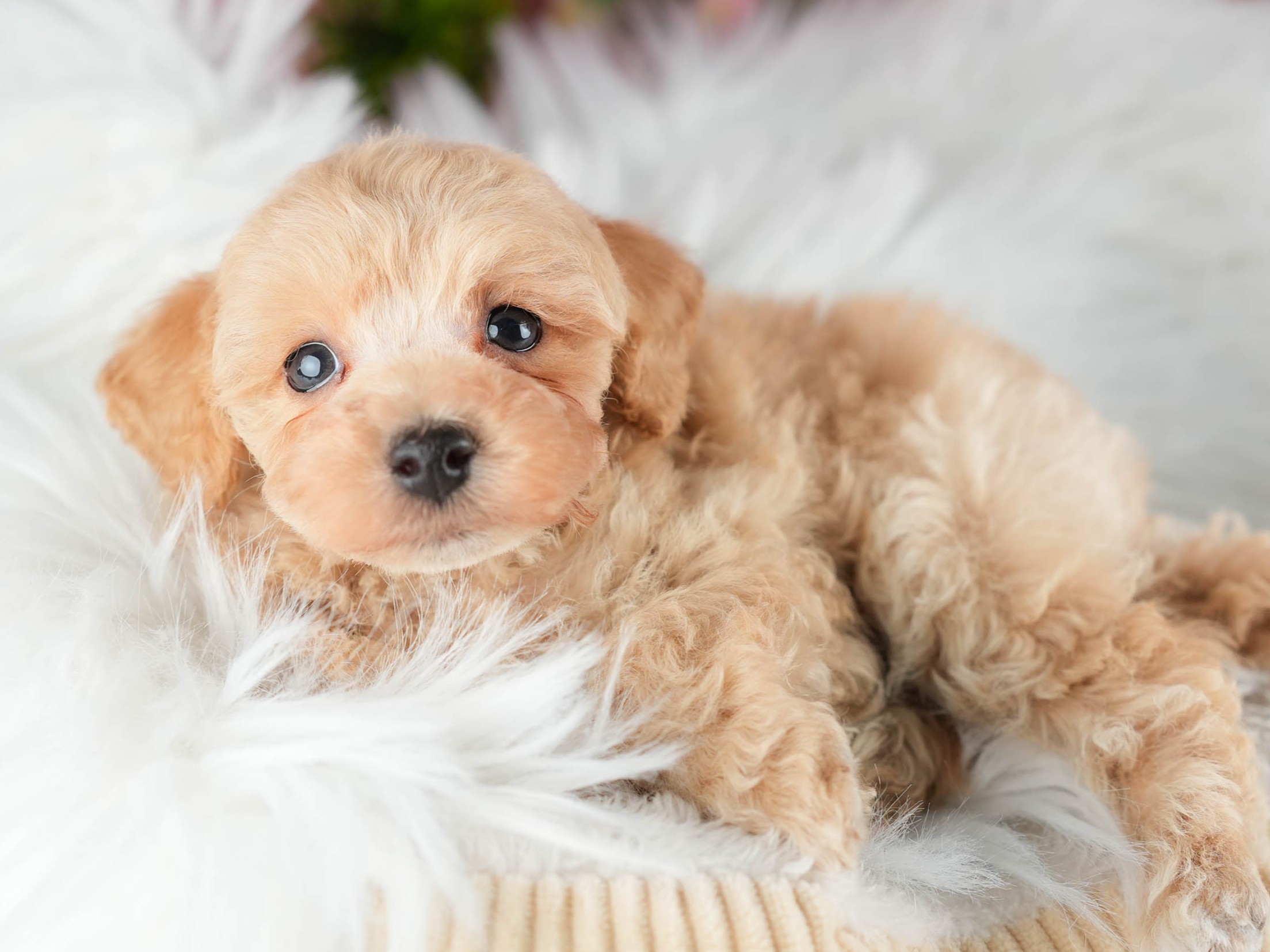 トイ・プードル | 男の子 | アプリコット | 2026年1月5日