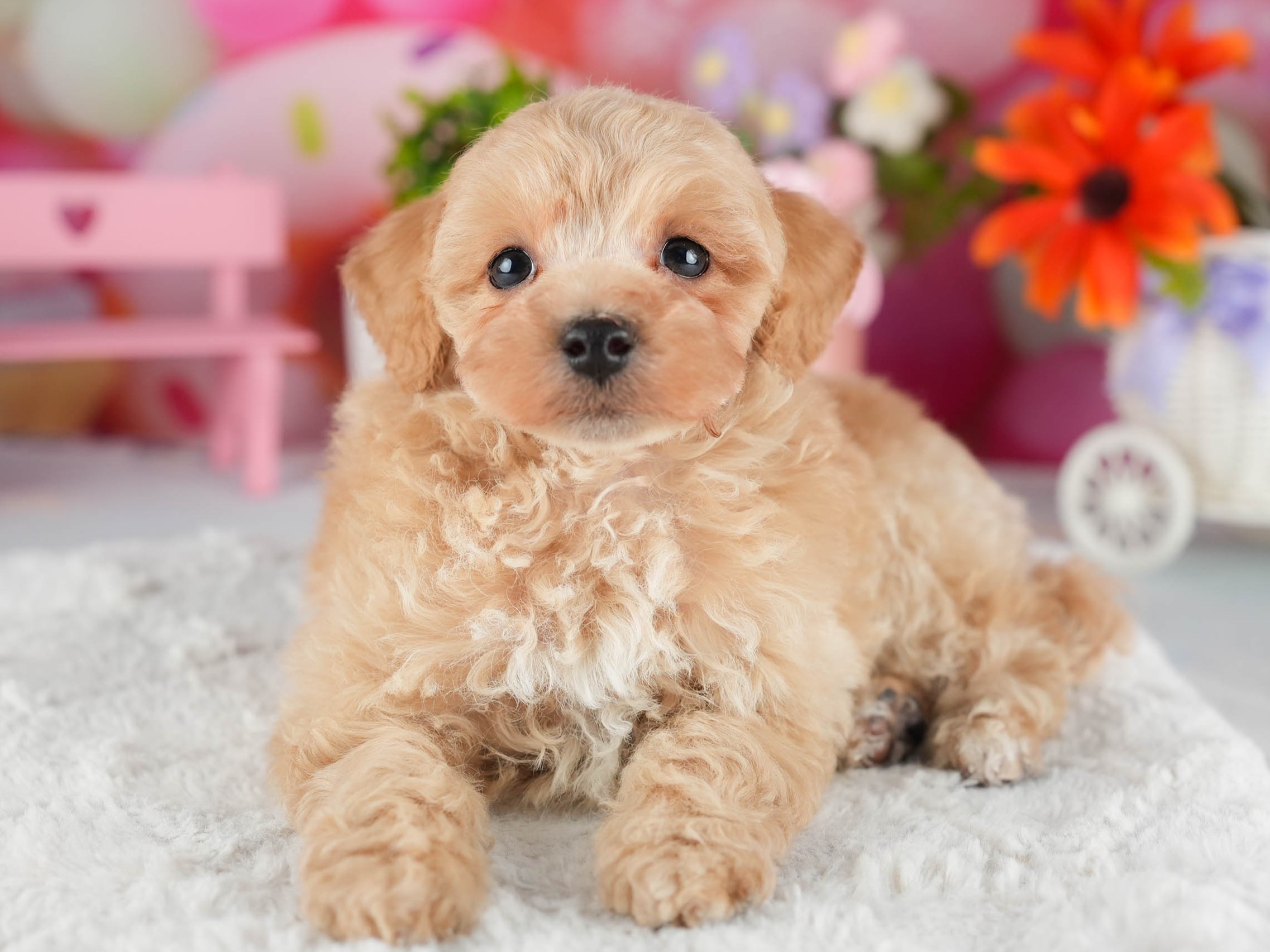 トイ・プードル | 男の子 | アプリコット | 2026年1月5日