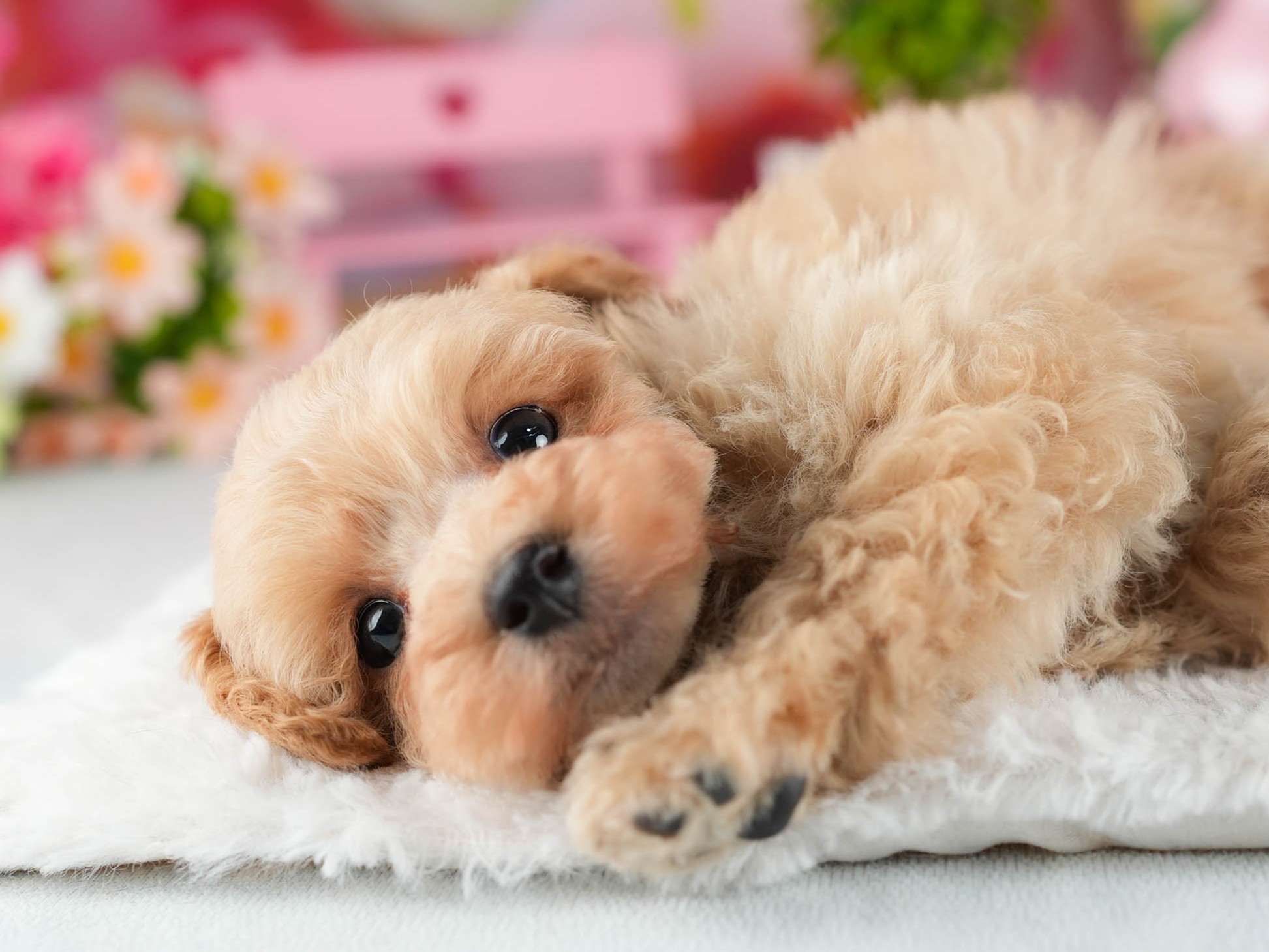 トイ・プードル | 男の子 | アプリコット | 2026年1月5日