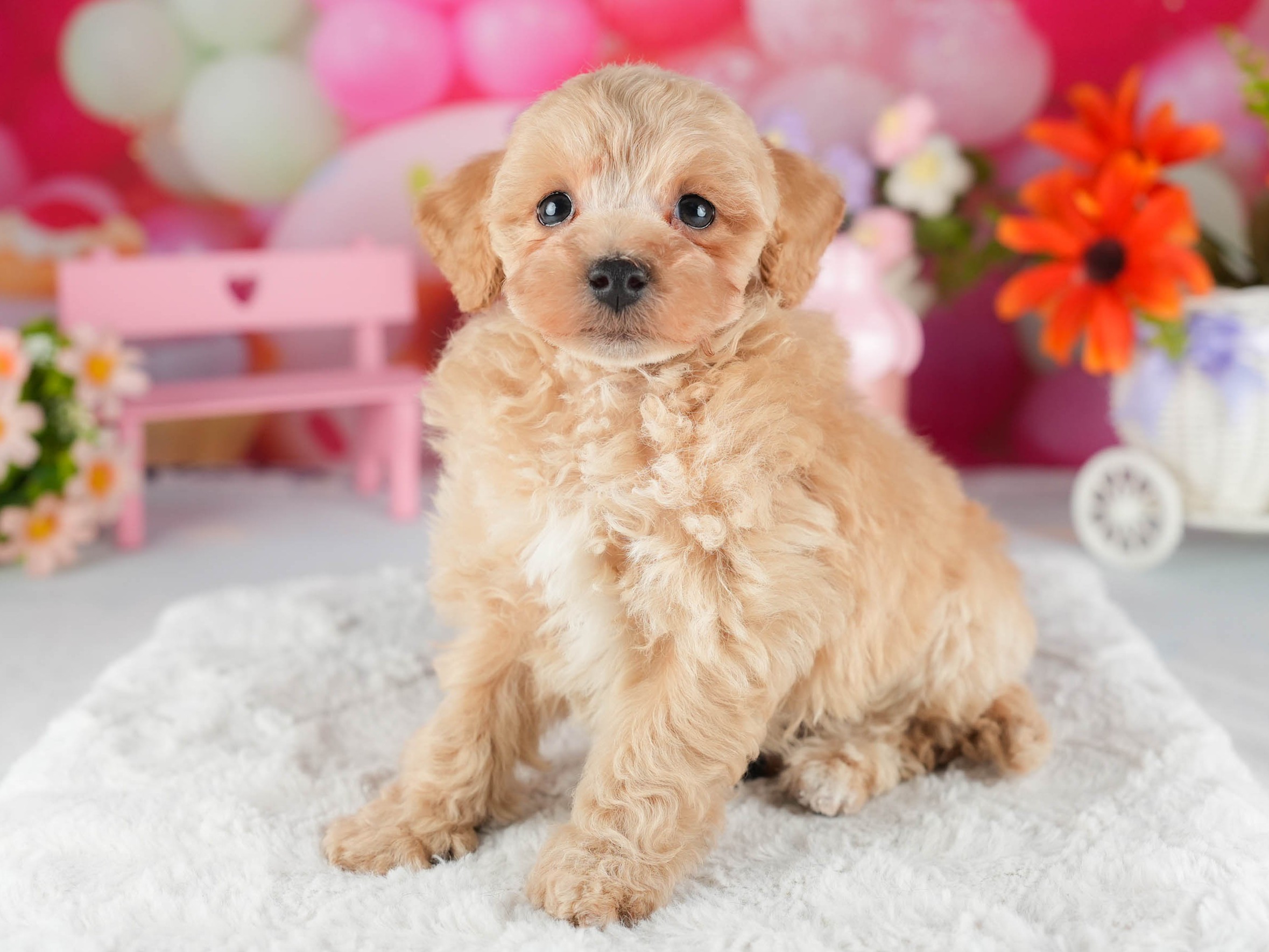 トイ・プードル | 男の子 | アプリコット | 2026年1月5日