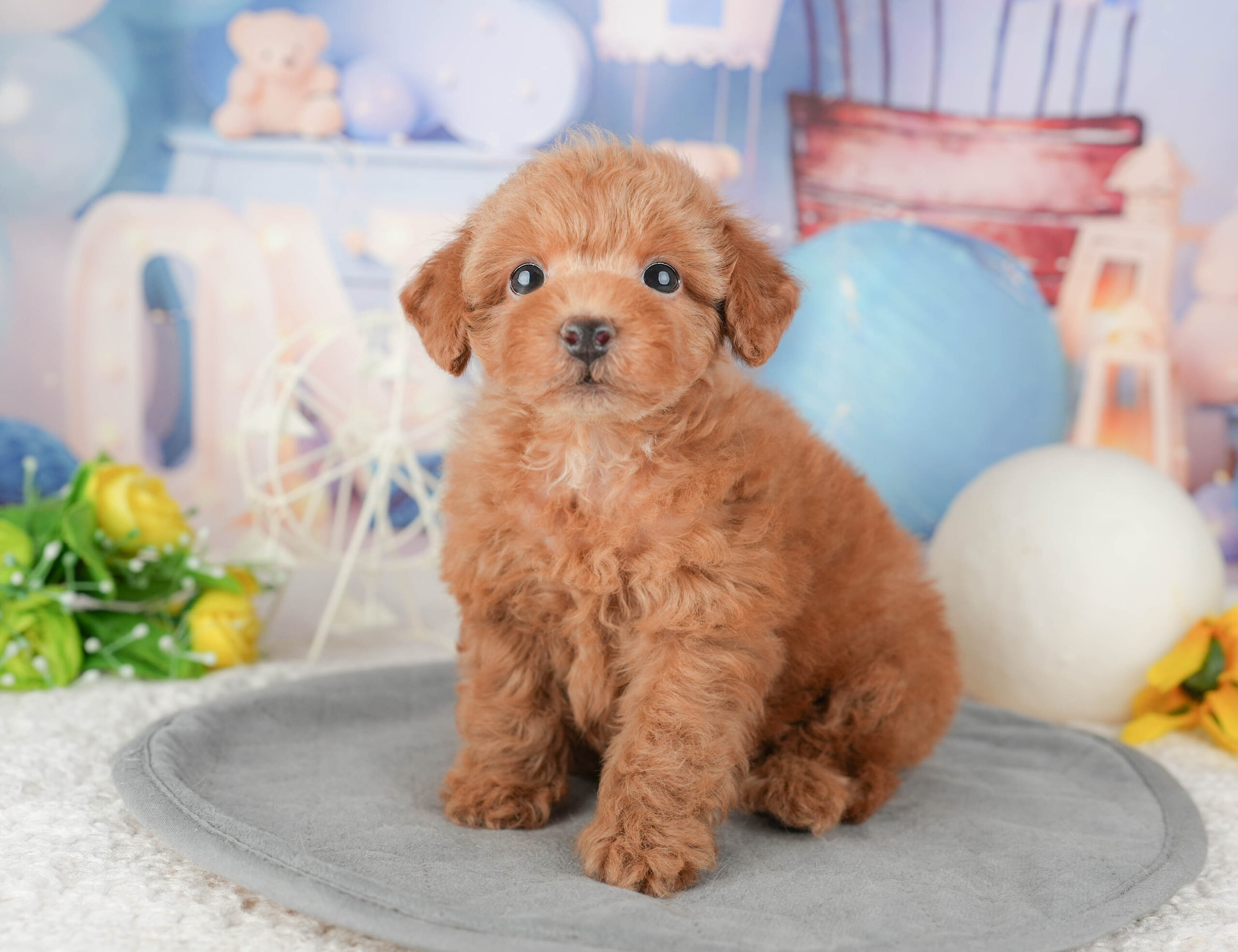 トイ・プードル | 男の子 | レッド | 2026年1月6日