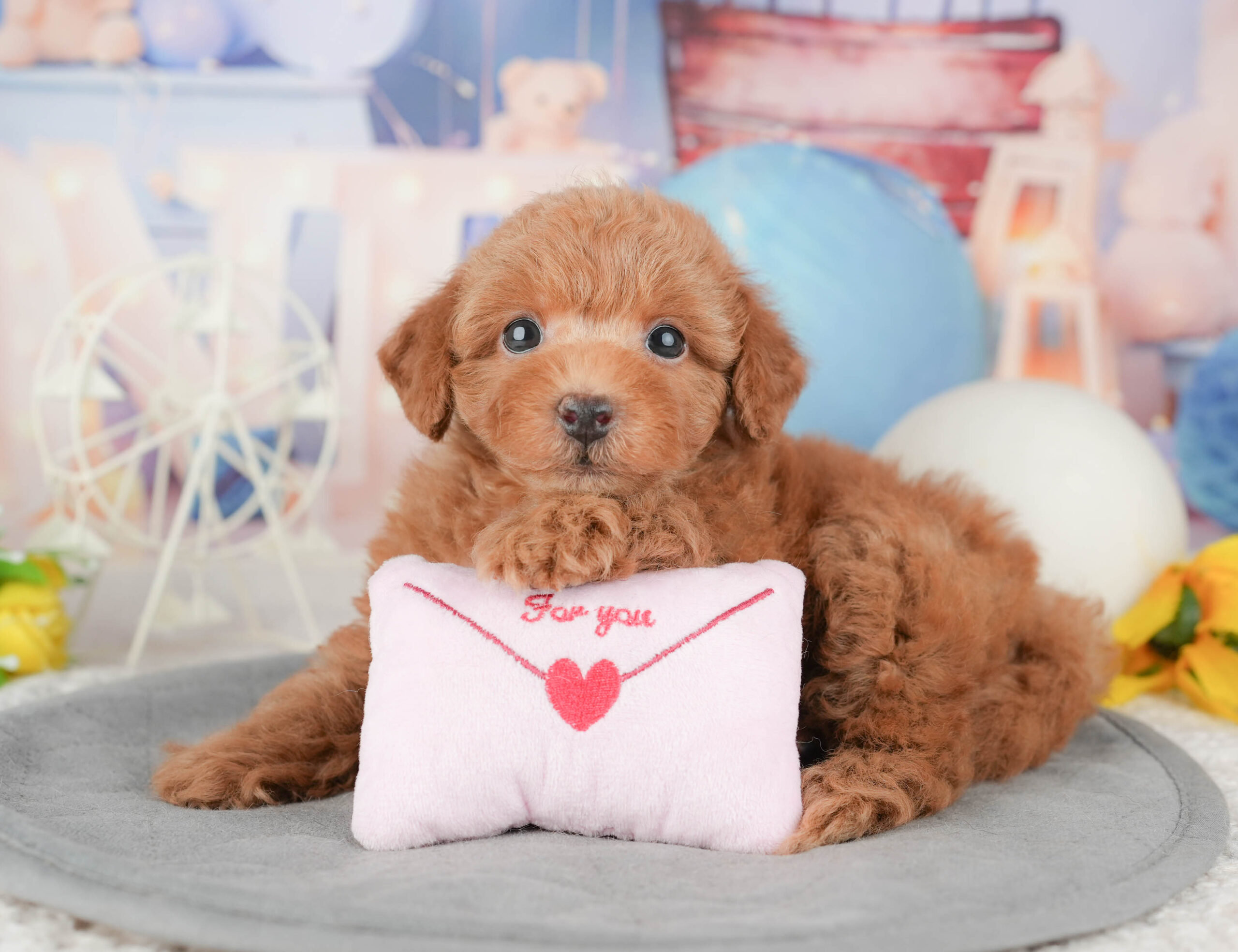 トイ・プードル | 男の子 | レッド | 2026年1月6日