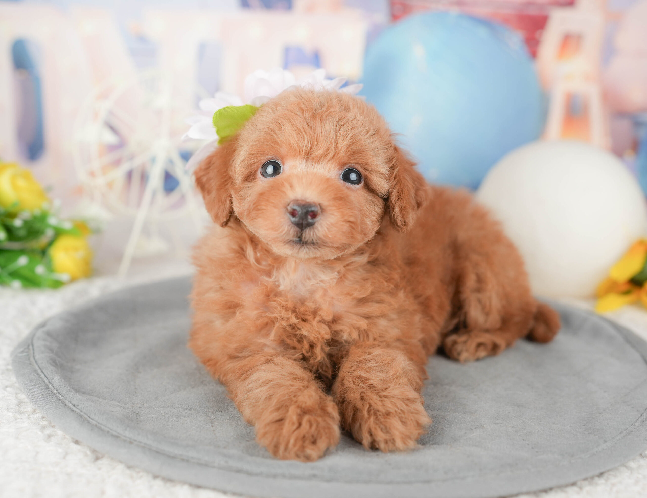 トイ・プードル | 男の子 | レッド | 2026年1月6日