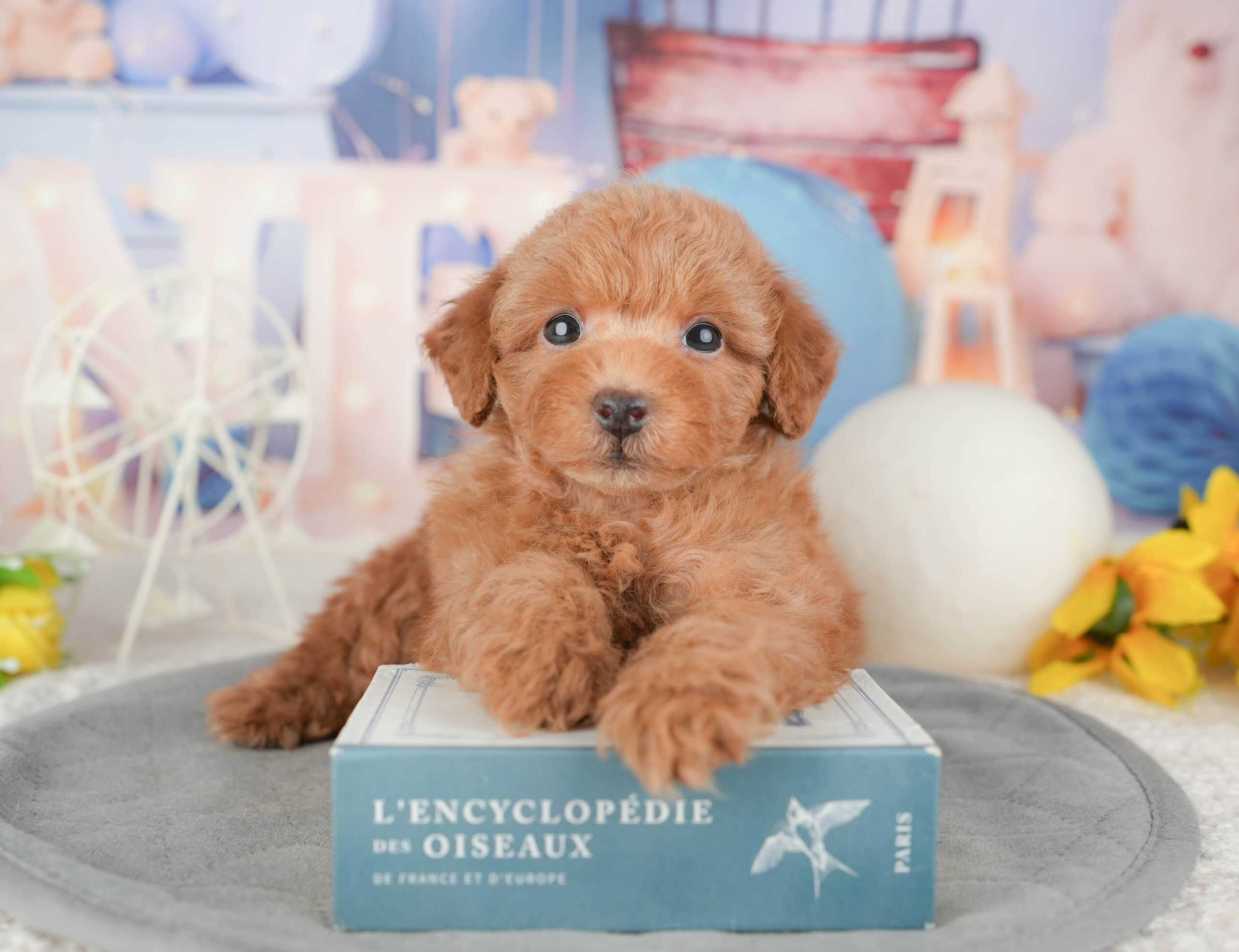 トイ・プードル | 男の子 | レッド | 2026年1月6日