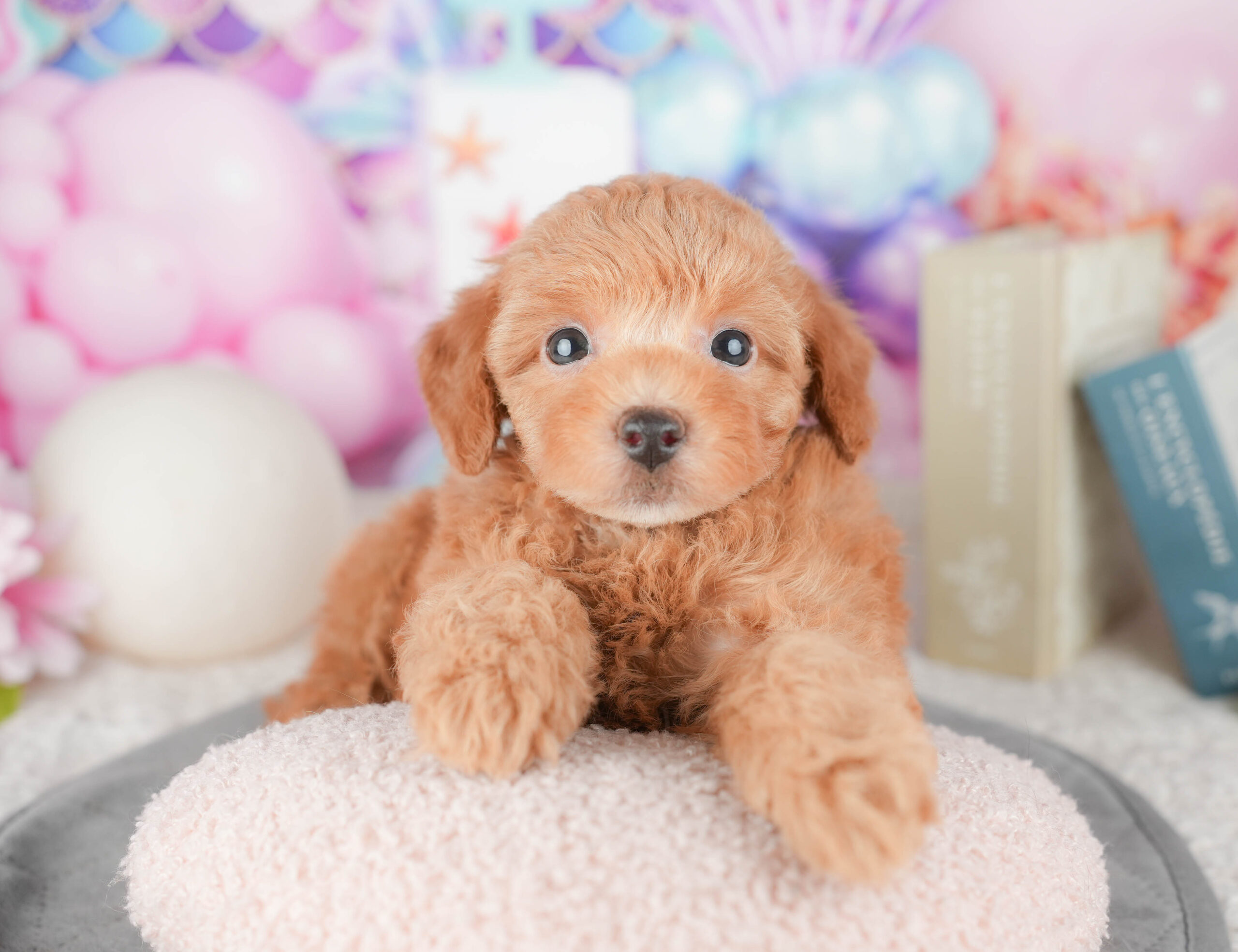 トイ・プードル | 女の子 | レッド | 2026年1月6日