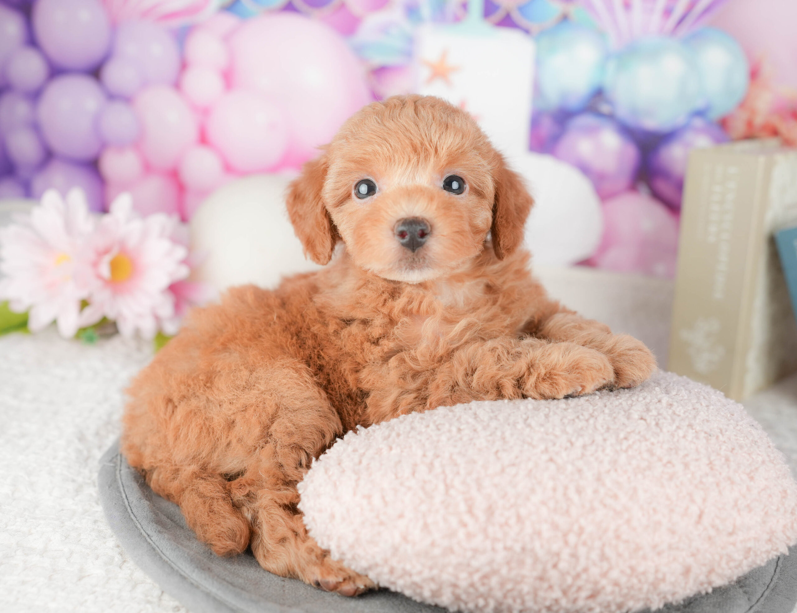 トイ・プードル | 女の子 | レッド | 2026年1月6日