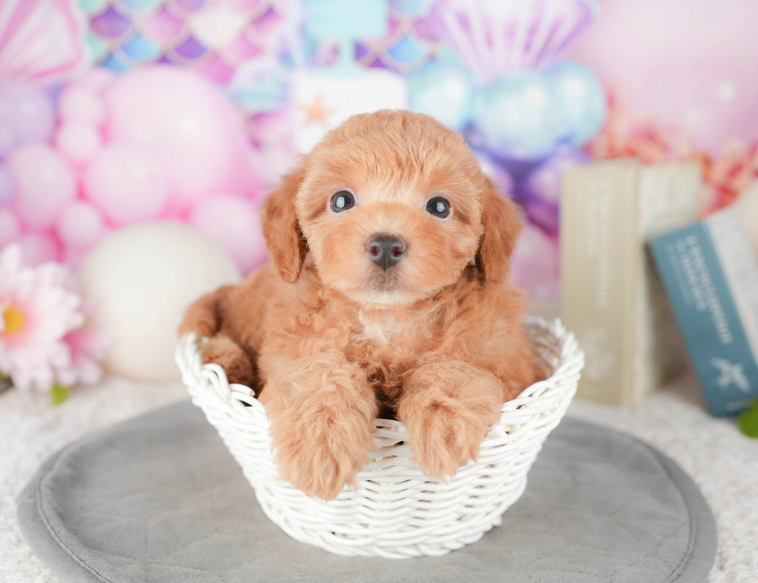 トイ・プードル | 女の子 | レッド | 2026年1月6日