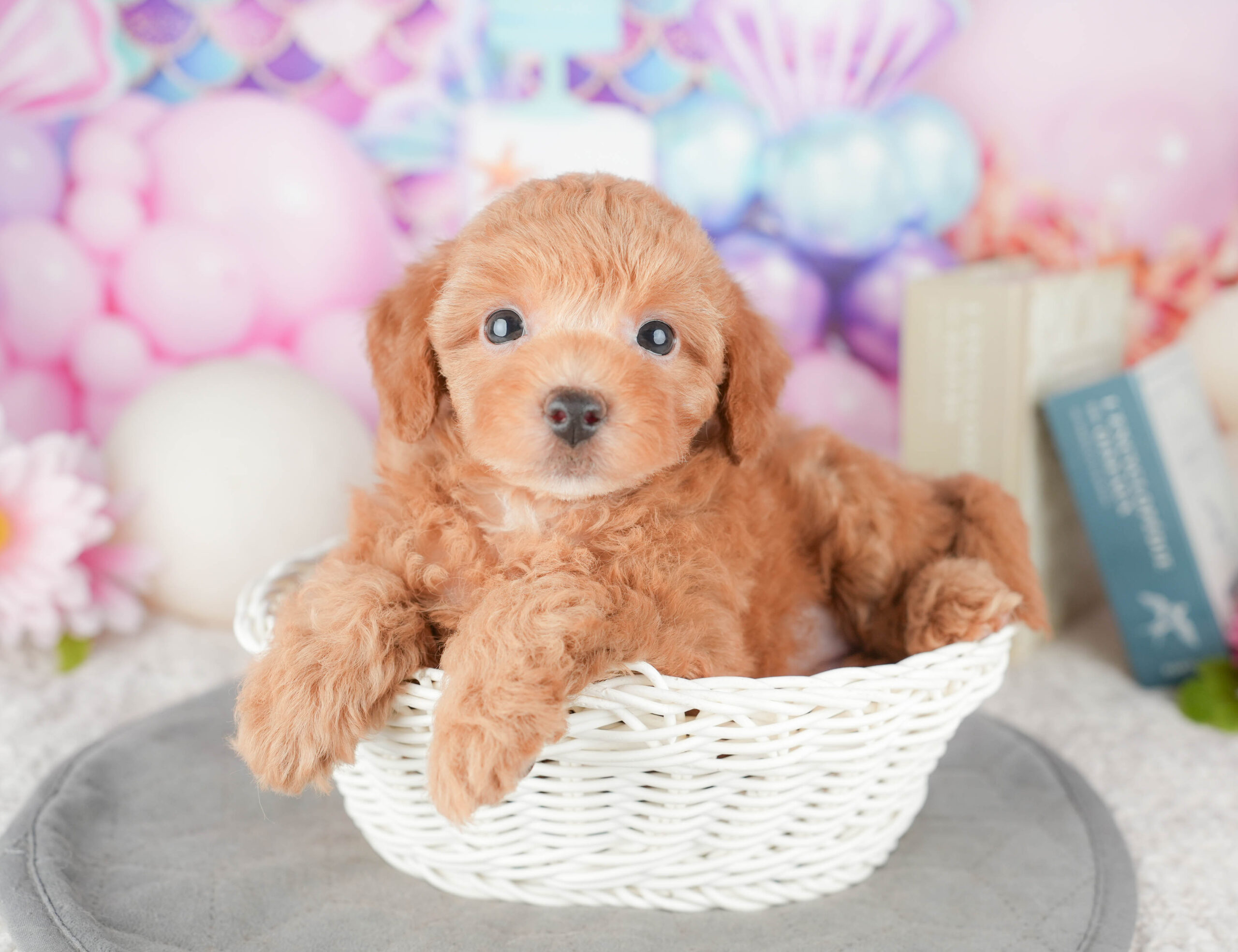 トイ・プードル | 女の子 | レッド | 2026年1月6日