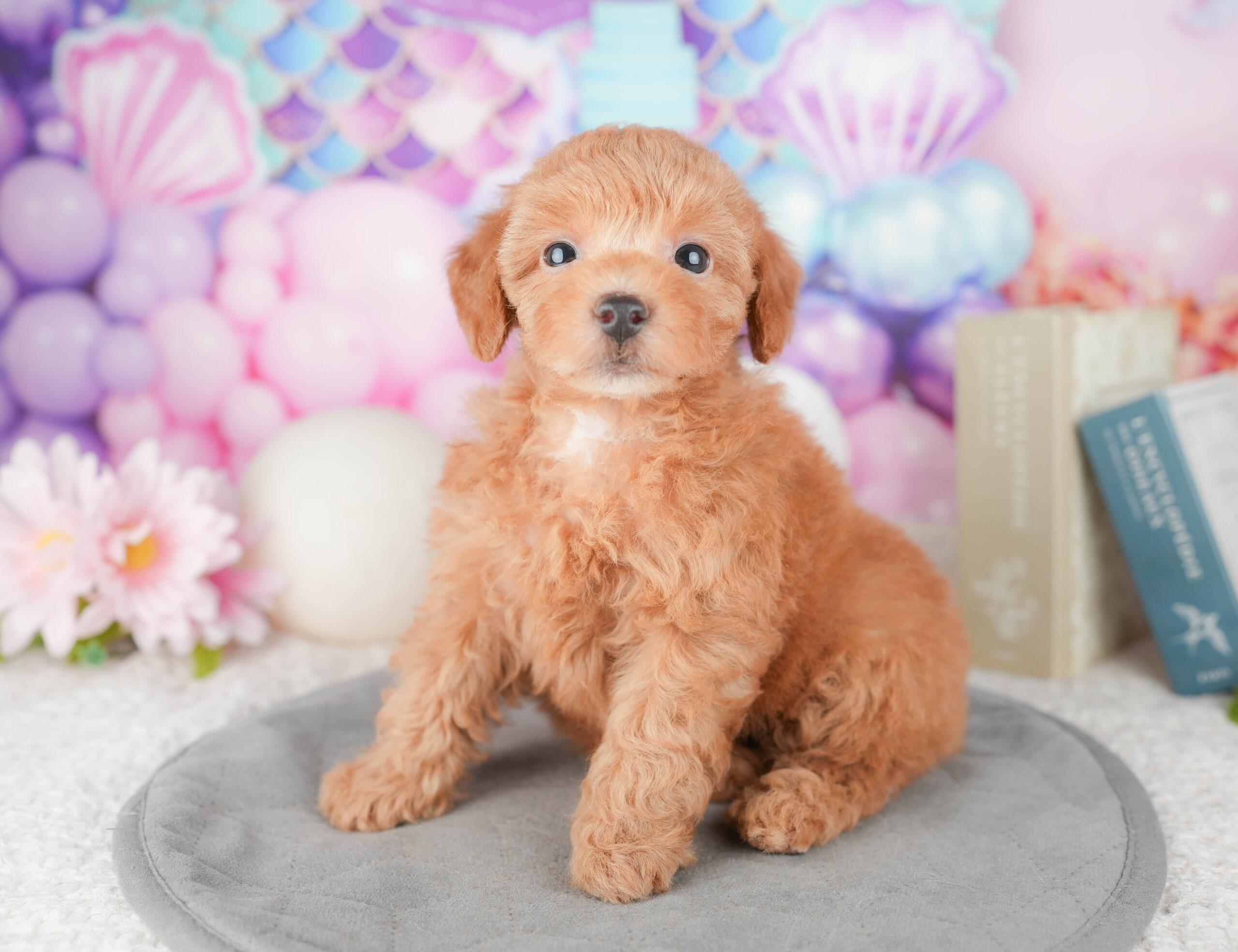 トイ・プードル | 女の子 | レッド | 2026年1月6日