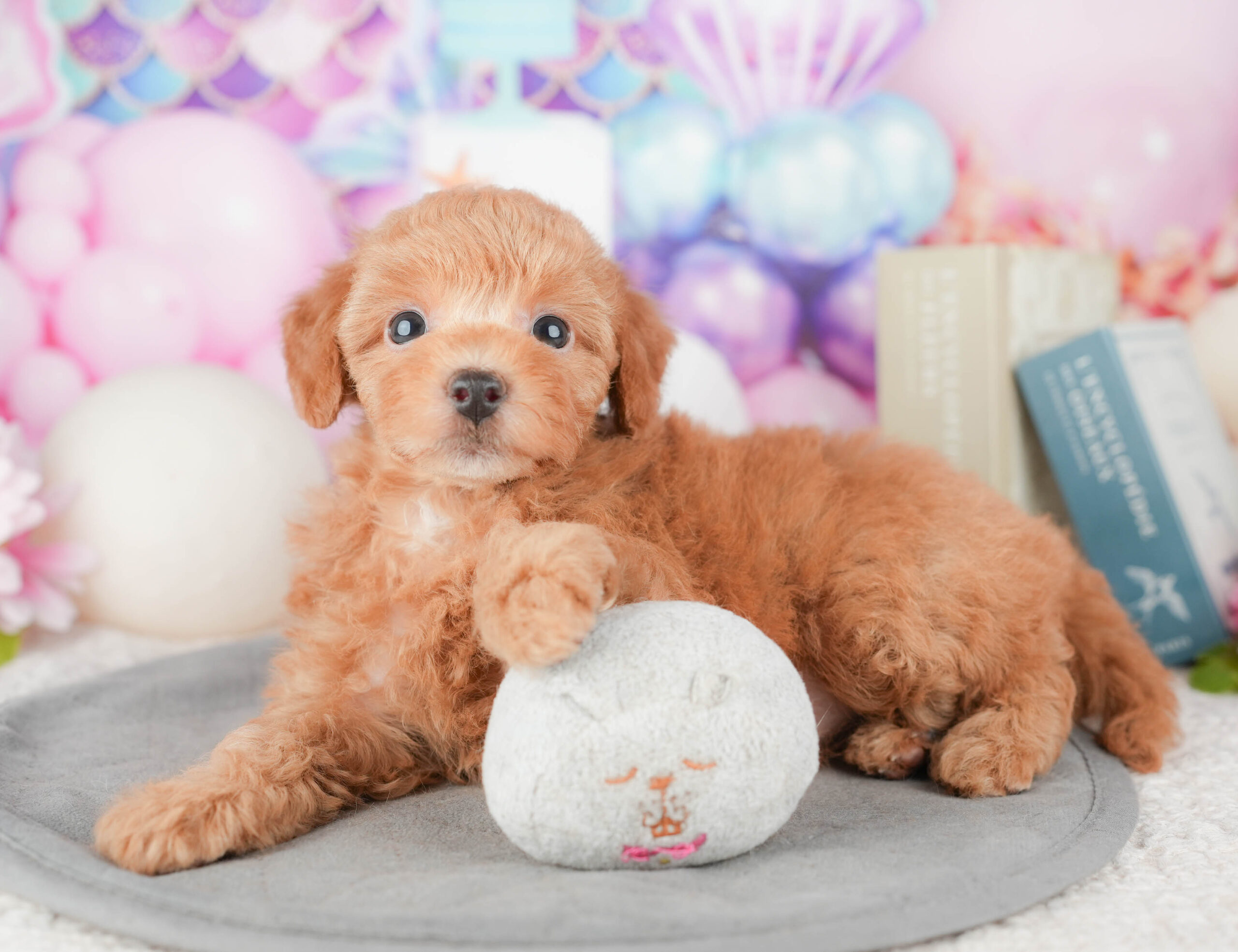 トイ・プードル | 女の子 | レッド | 2026年1月6日