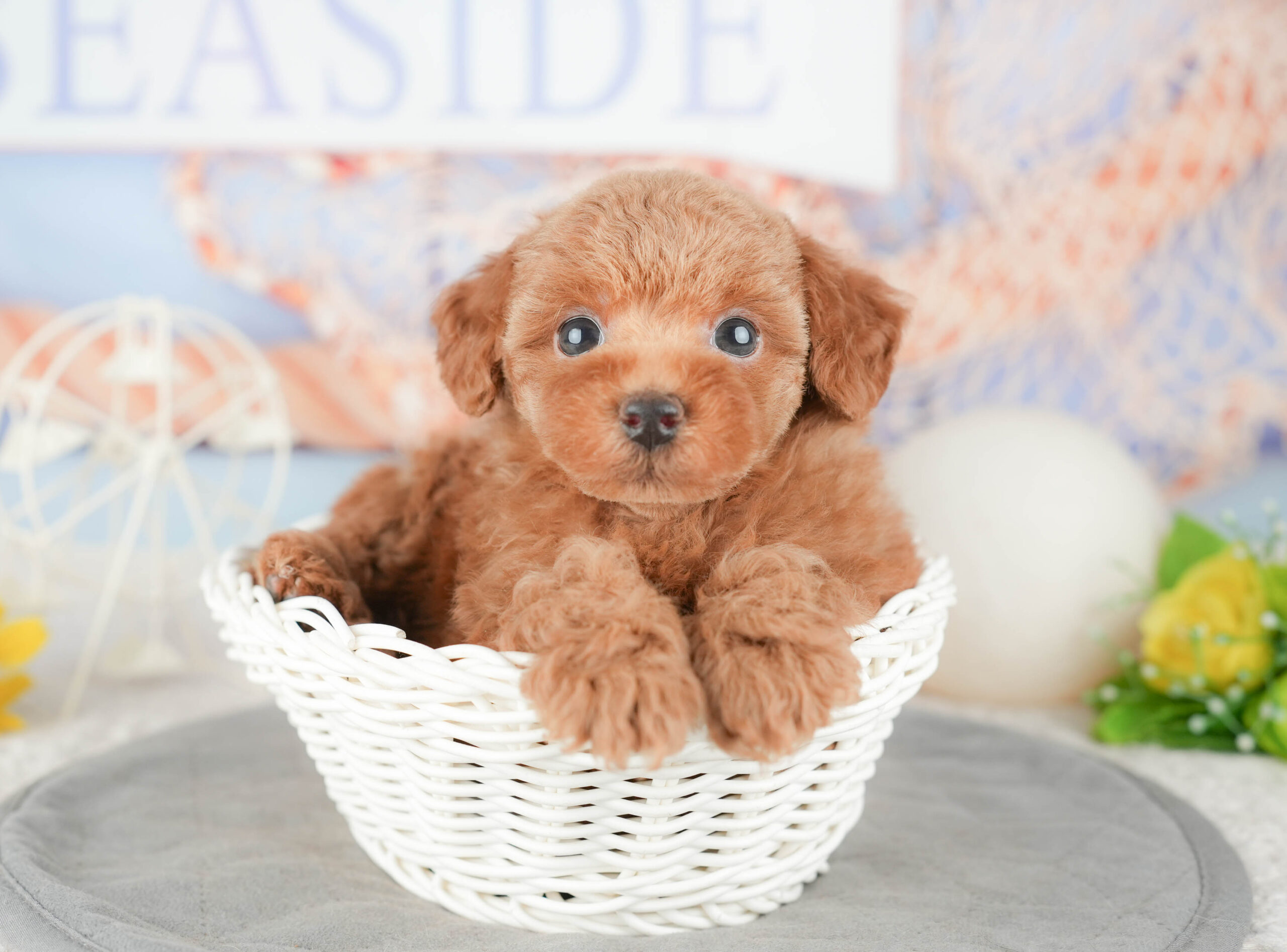 トイ・プードル | 女の子 | レッド | 2026年1月6日