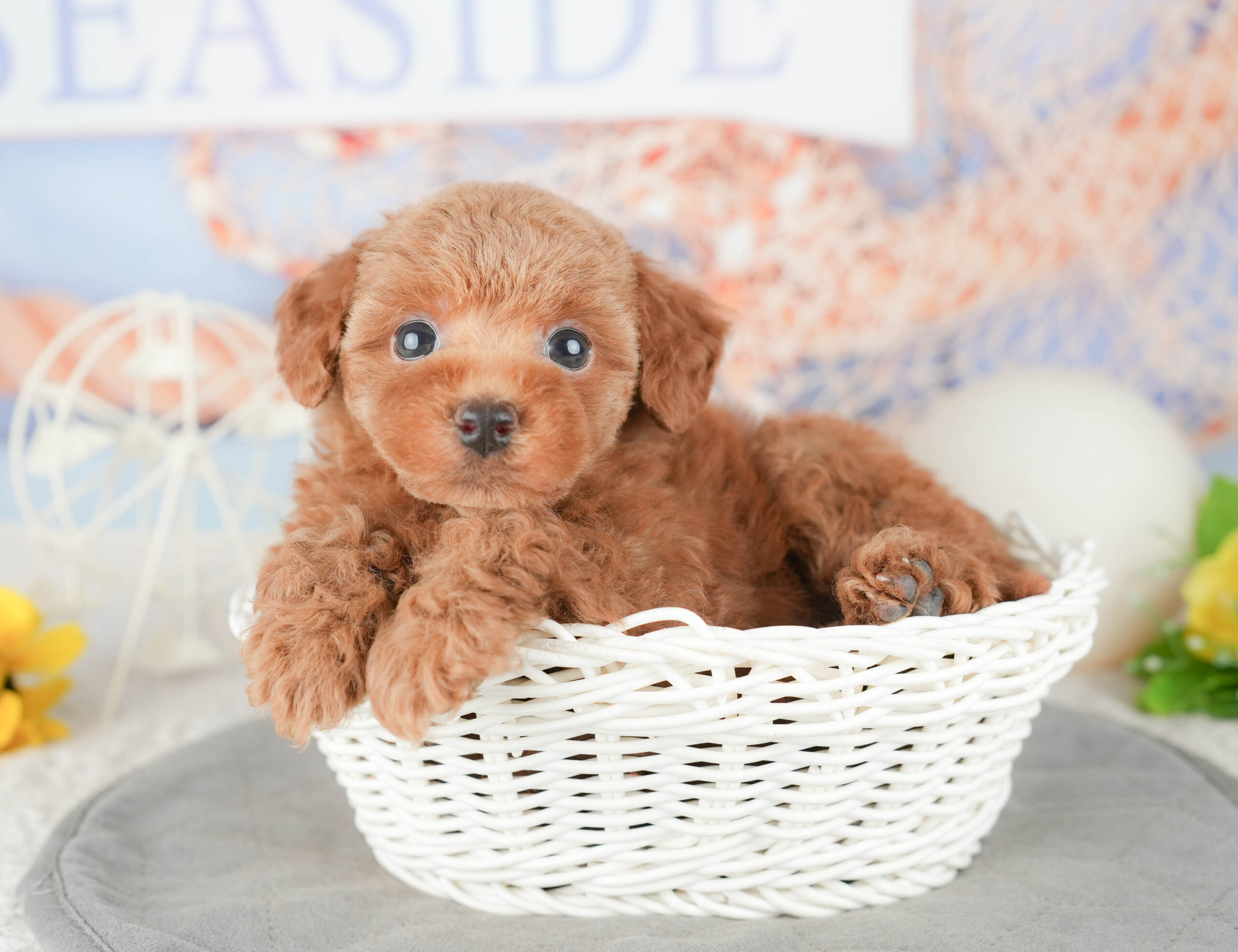 トイ・プードル | 女の子 | レッド | 2026年1月6日