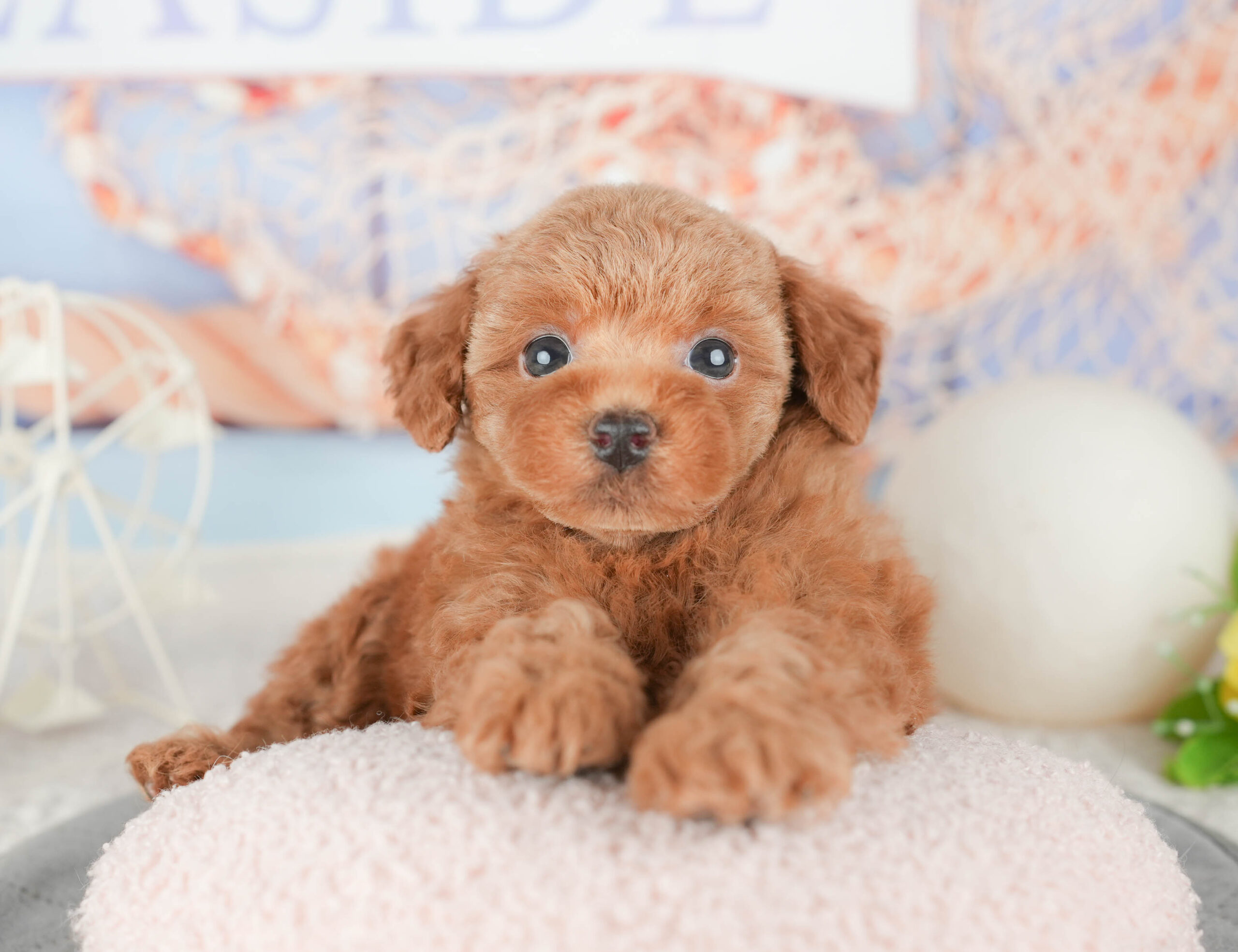 トイ・プードル | 女の子 | レッド | 2026年1月6日