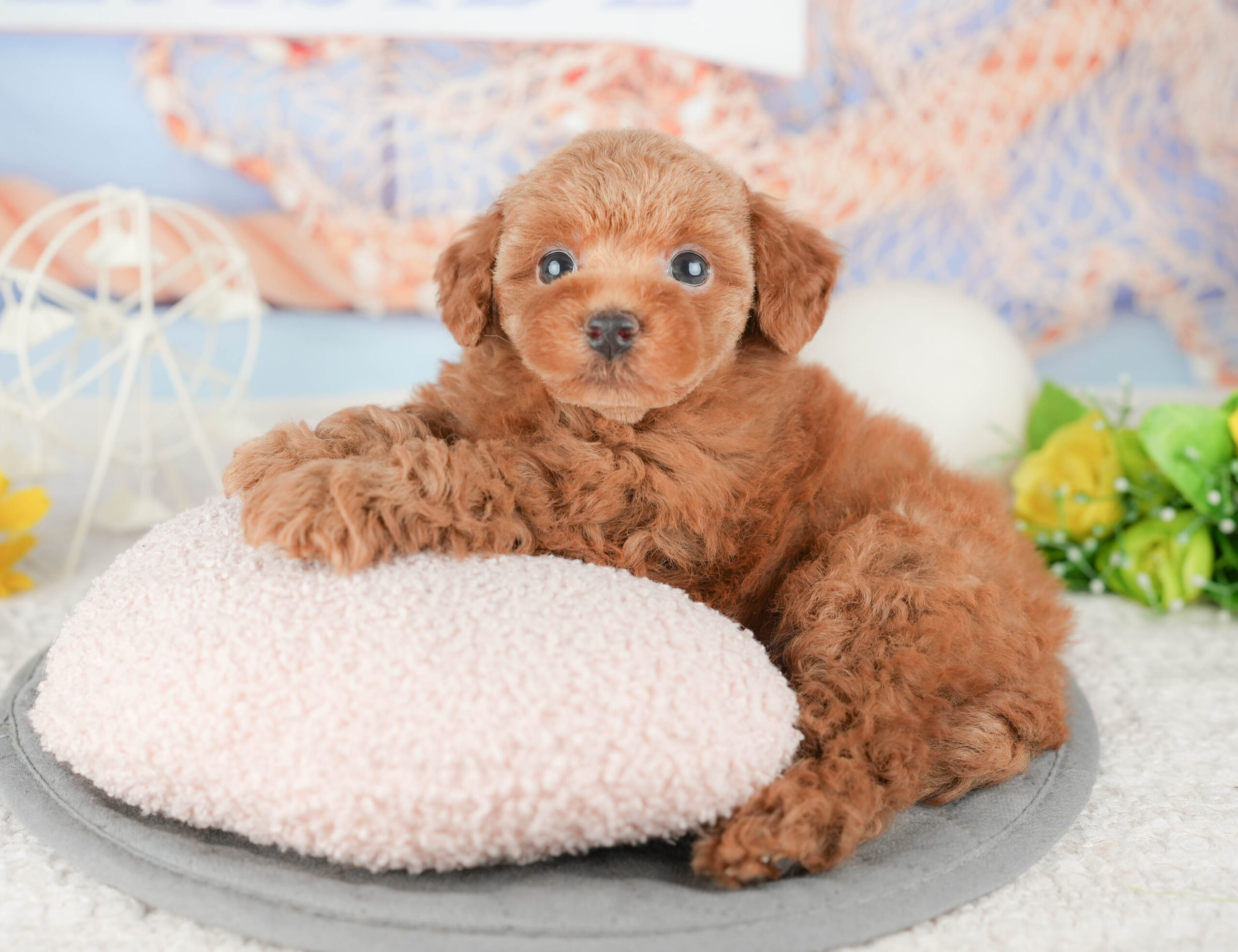 トイ・プードル | 女の子 | レッド | 2026年1月6日