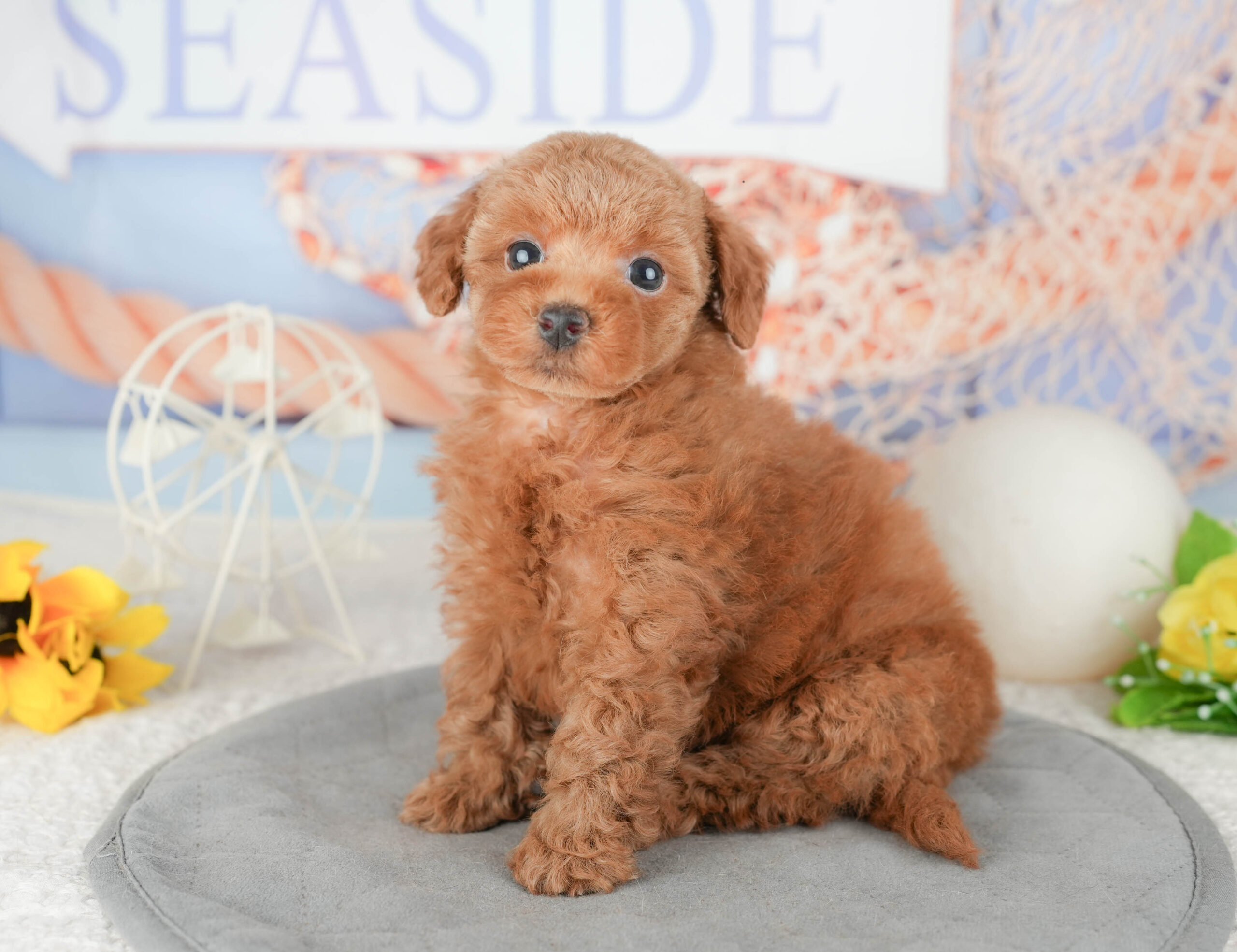 トイ・プードル | 女の子 | レッド | 2026年1月6日