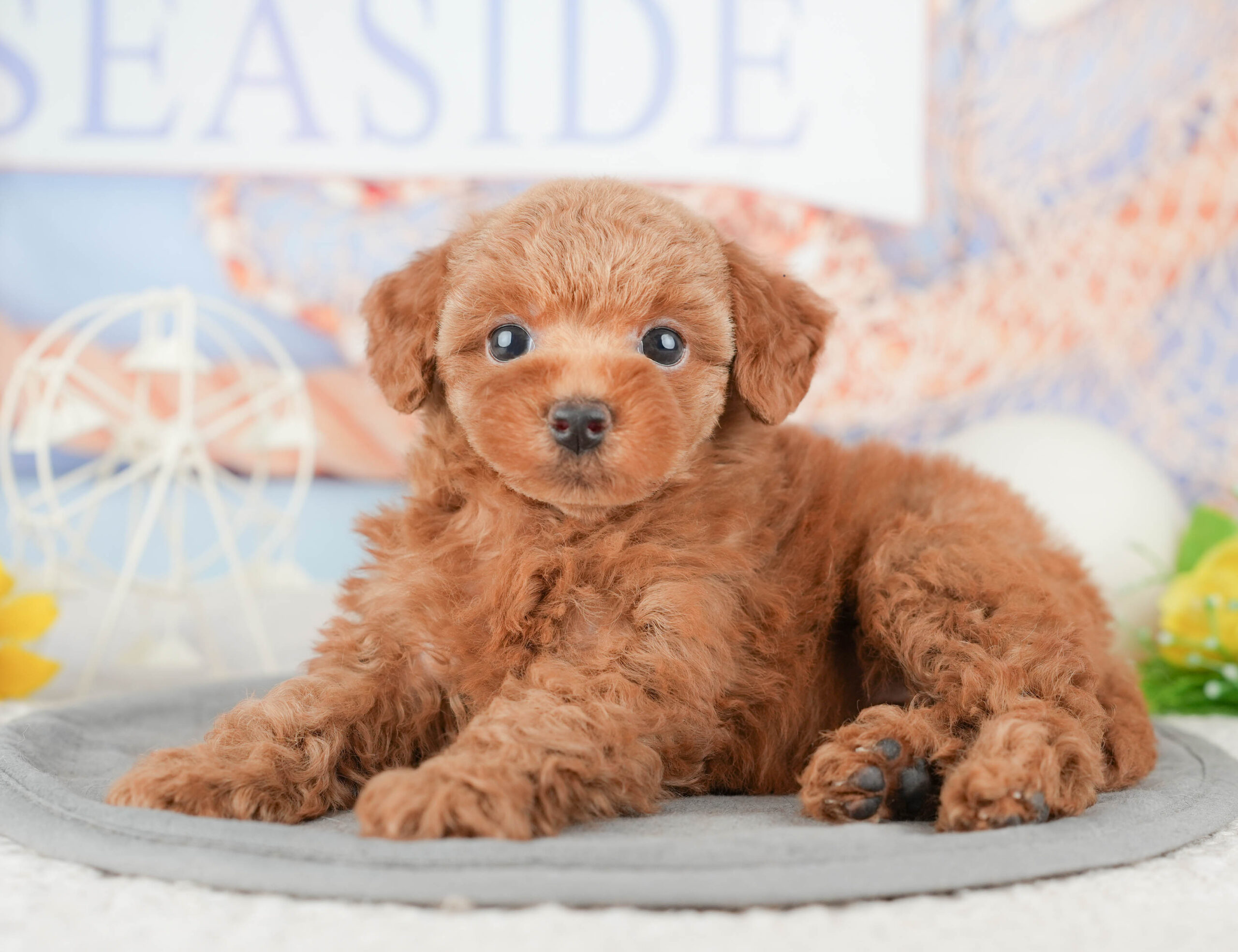 トイ・プードル | 女の子 | レッド | 2026年1月6日