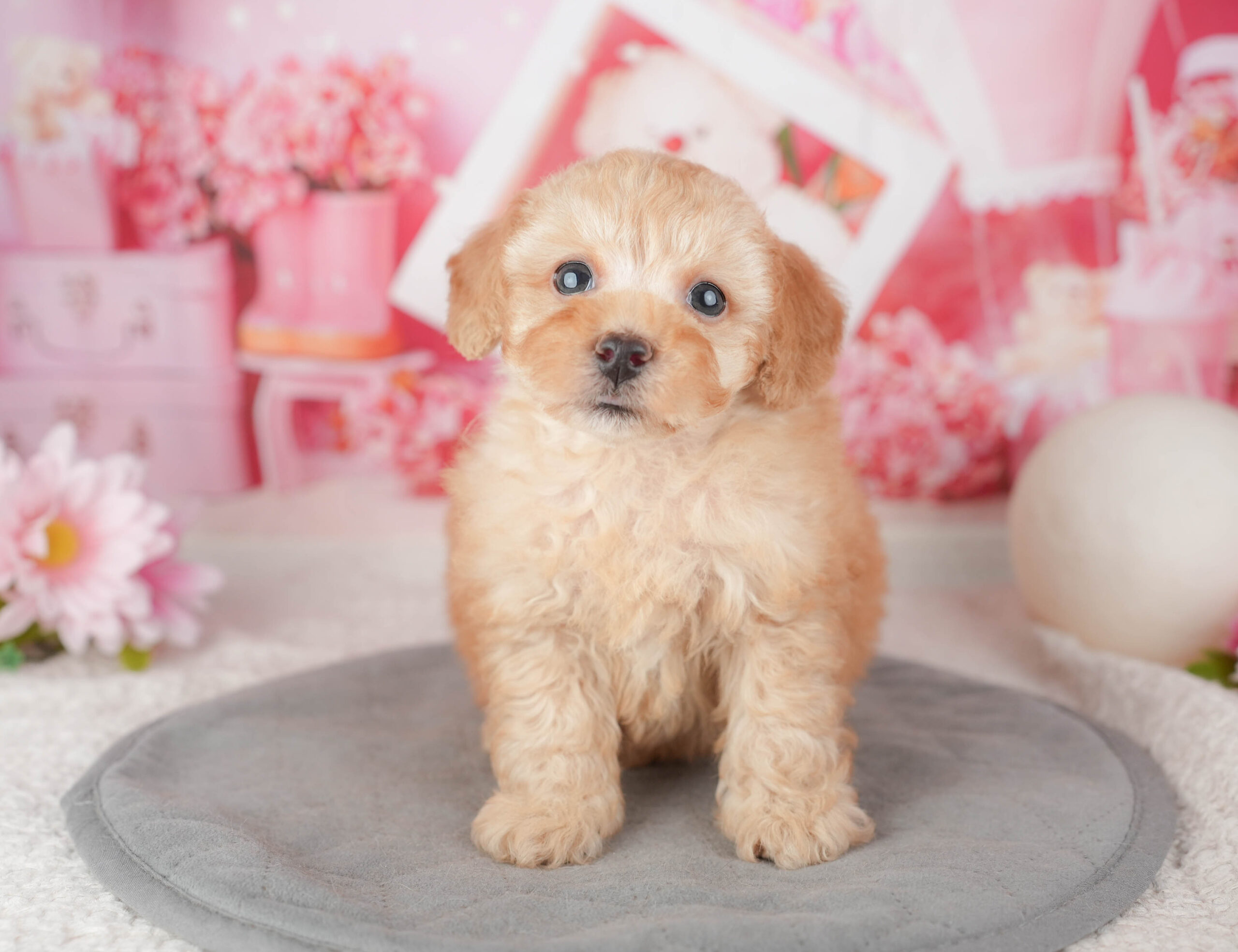 トイ・プードル | 男の子 | アプリコット | 2026年1月6日
