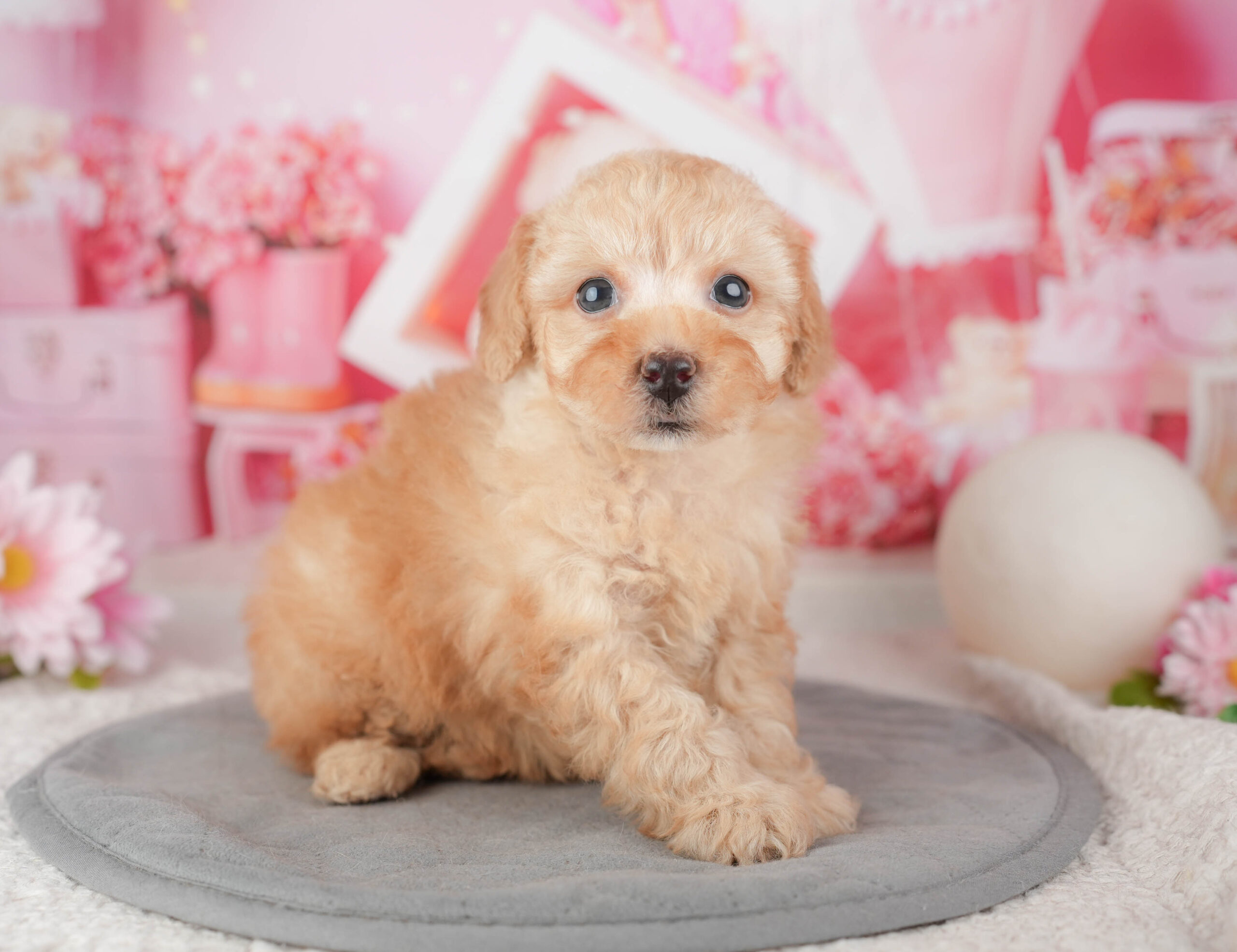 トイ・プードル | 男の子 | アプリコット | 2026年1月6日