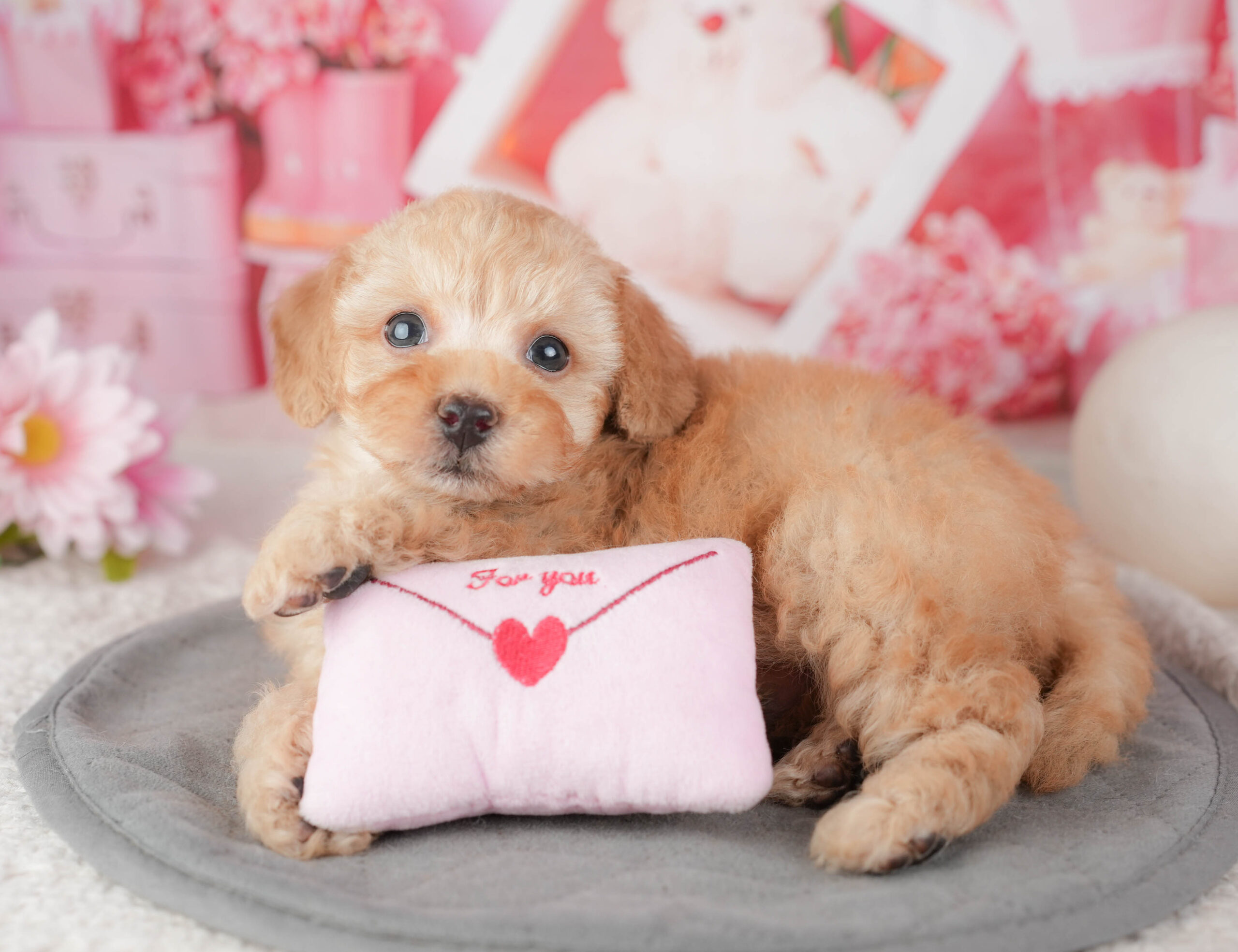 トイ・プードル | 男の子 | アプリコット | 2026年1月6日