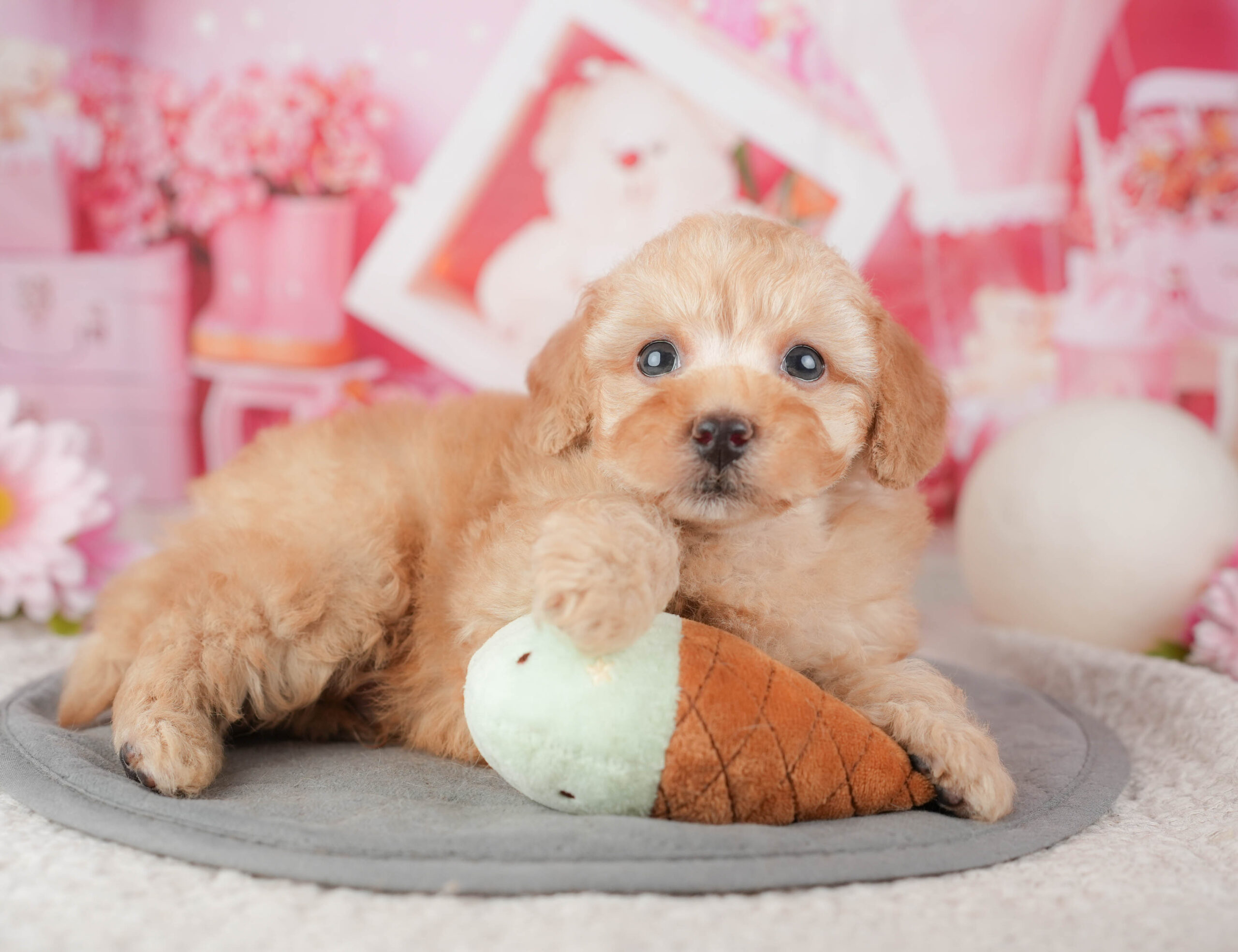 トイ・プードル | 男の子 | アプリコット | 2026年1月6日