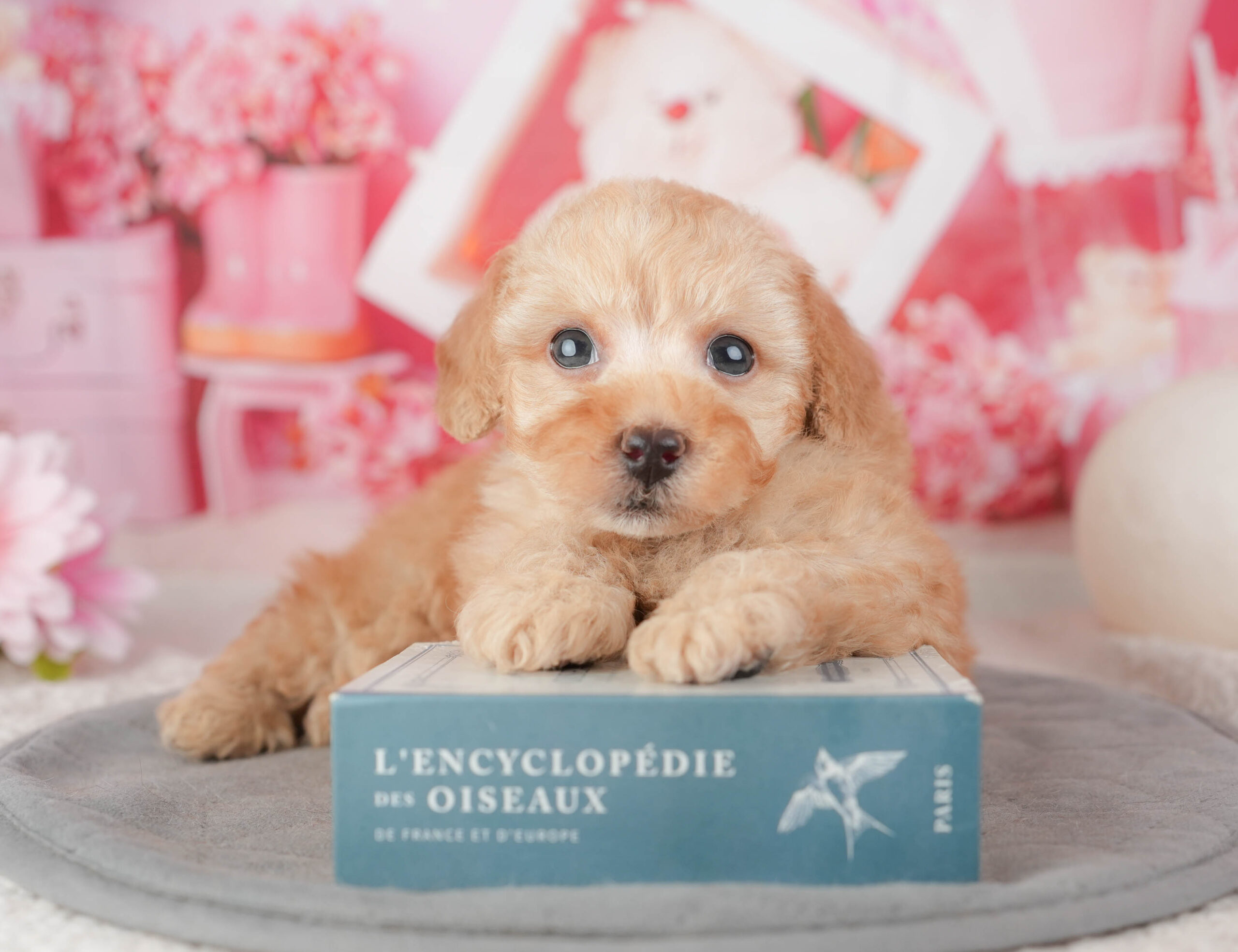 トイ・プードル | 男の子 | アプリコット | 2026年1月6日