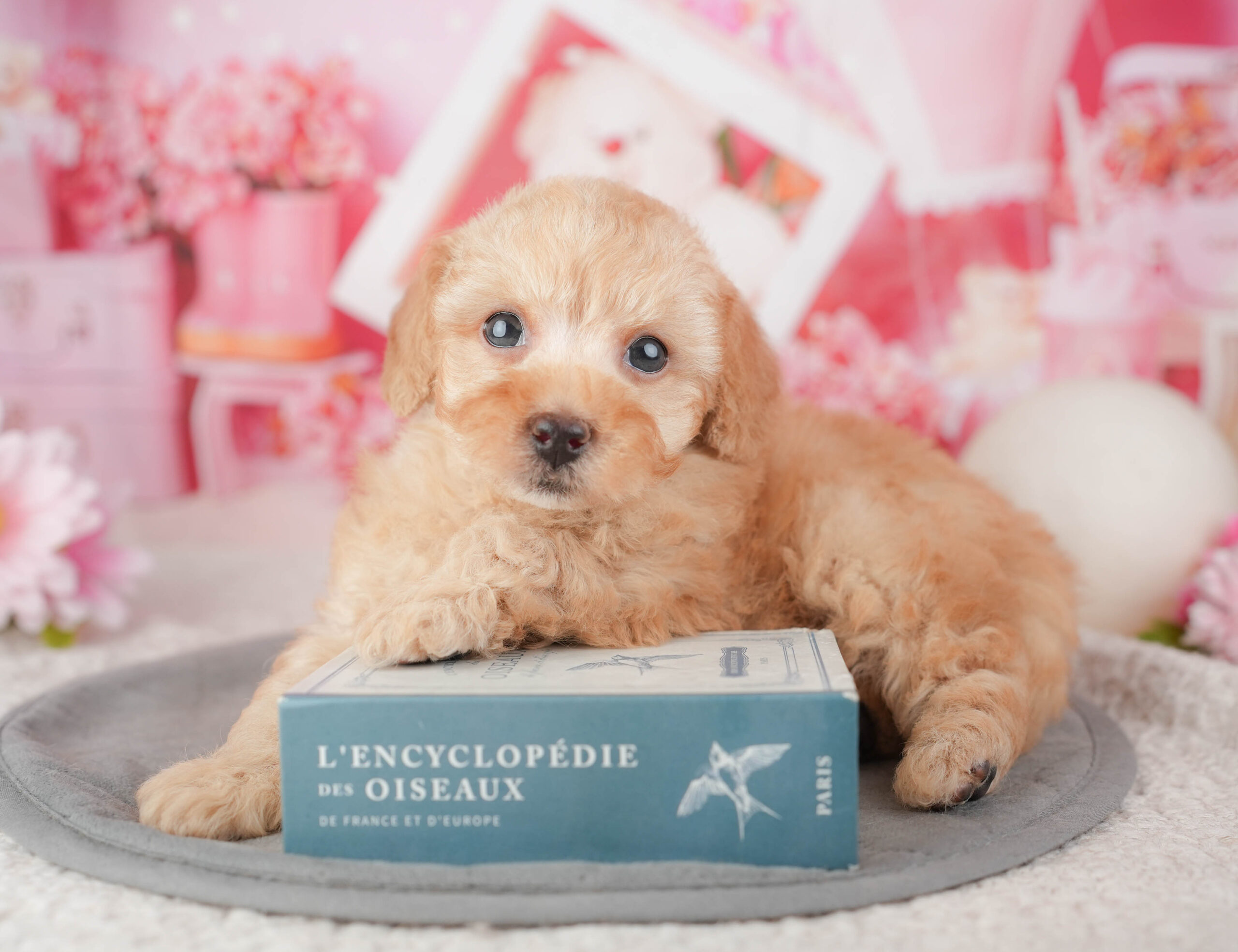 トイ・プードル | 男の子 | アプリコット | 2026年1月6日