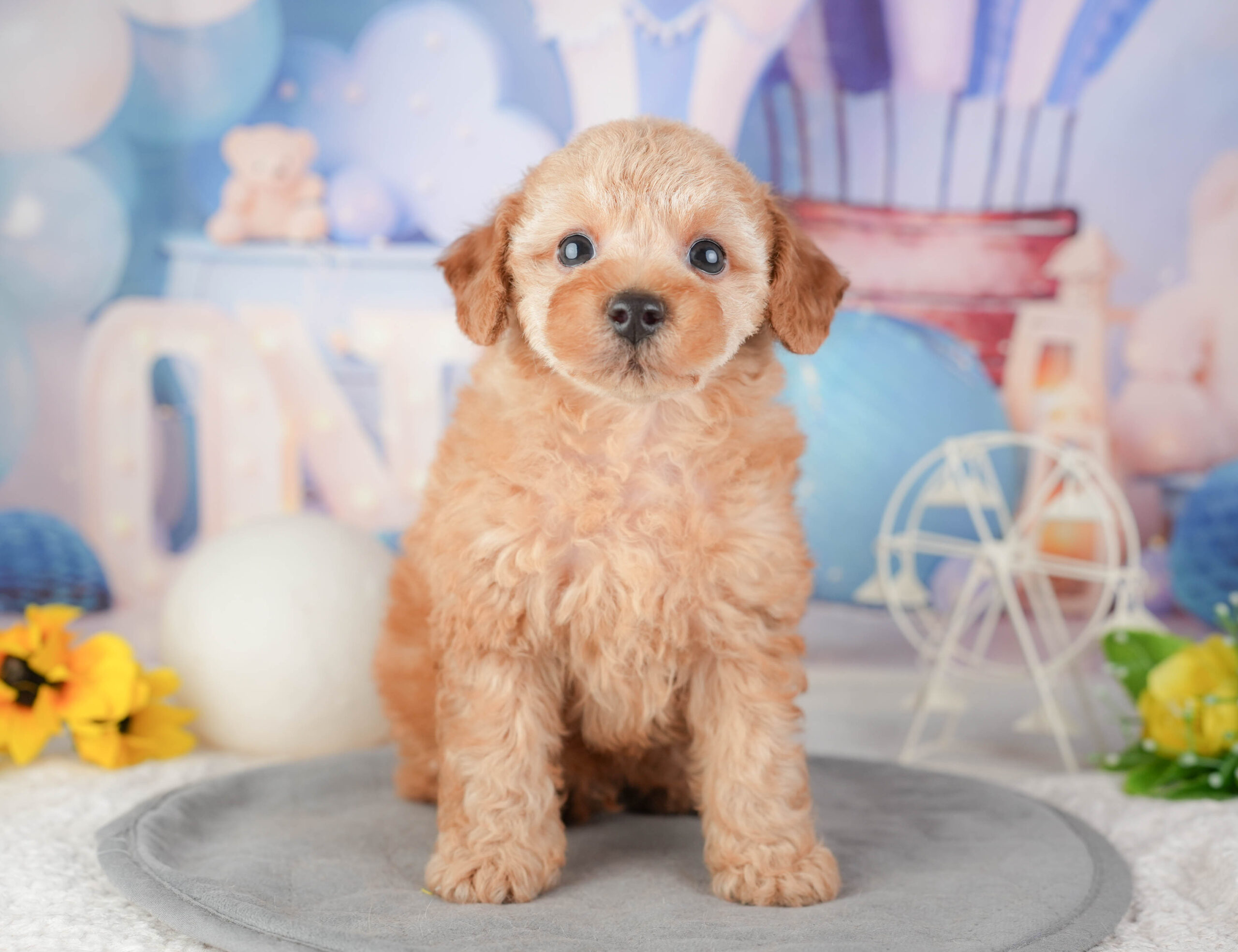 トイ・プードル | 男の子 | レッド | 2026年1月6日