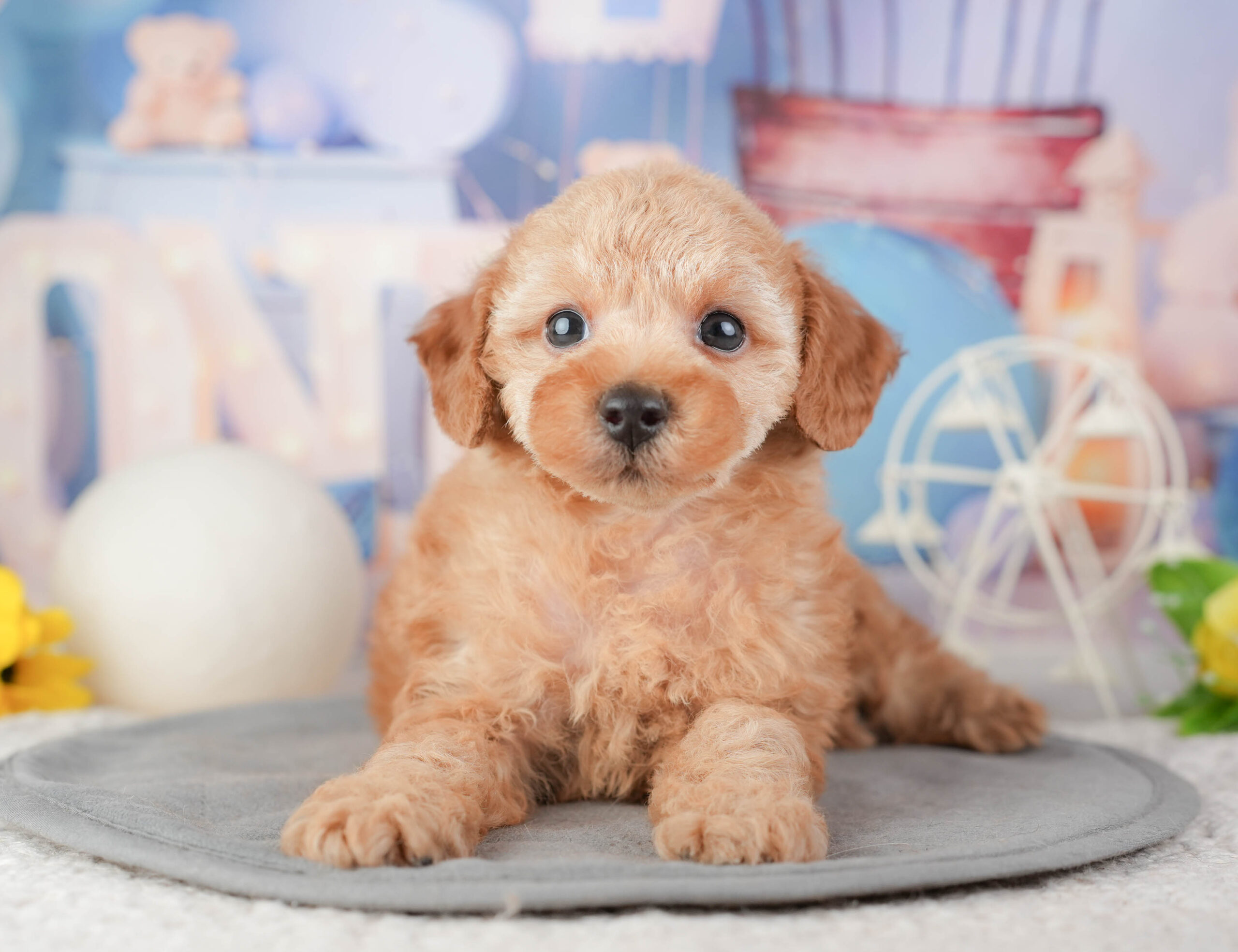 トイ・プードル | 男の子 | レッド | 2026年1月6日