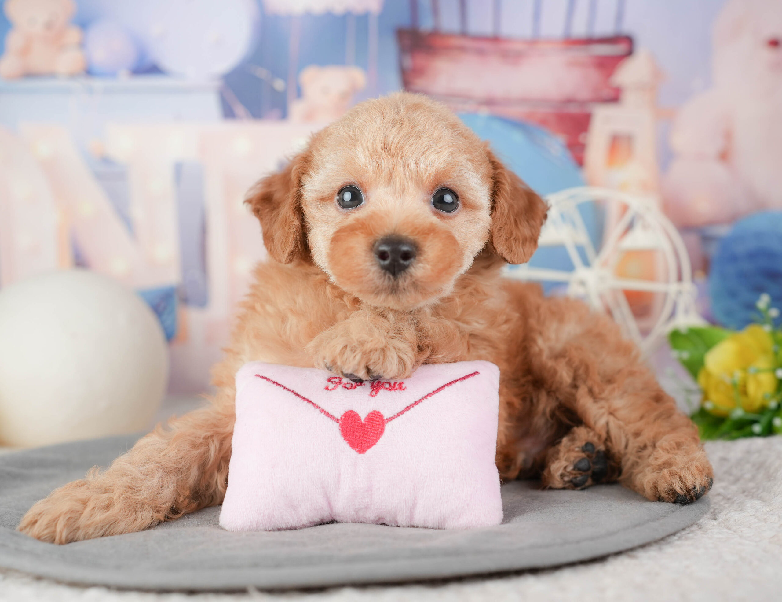 トイ・プードル | 男の子 | レッド | 2026年1月6日