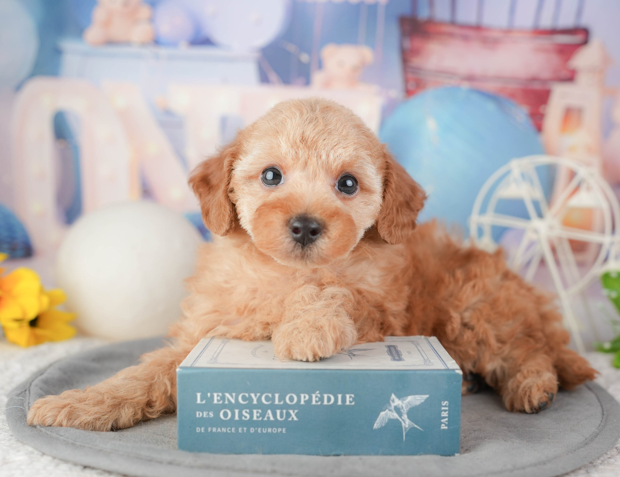 トイ・プードル | 男の子 | レッド | 2026年1月6日