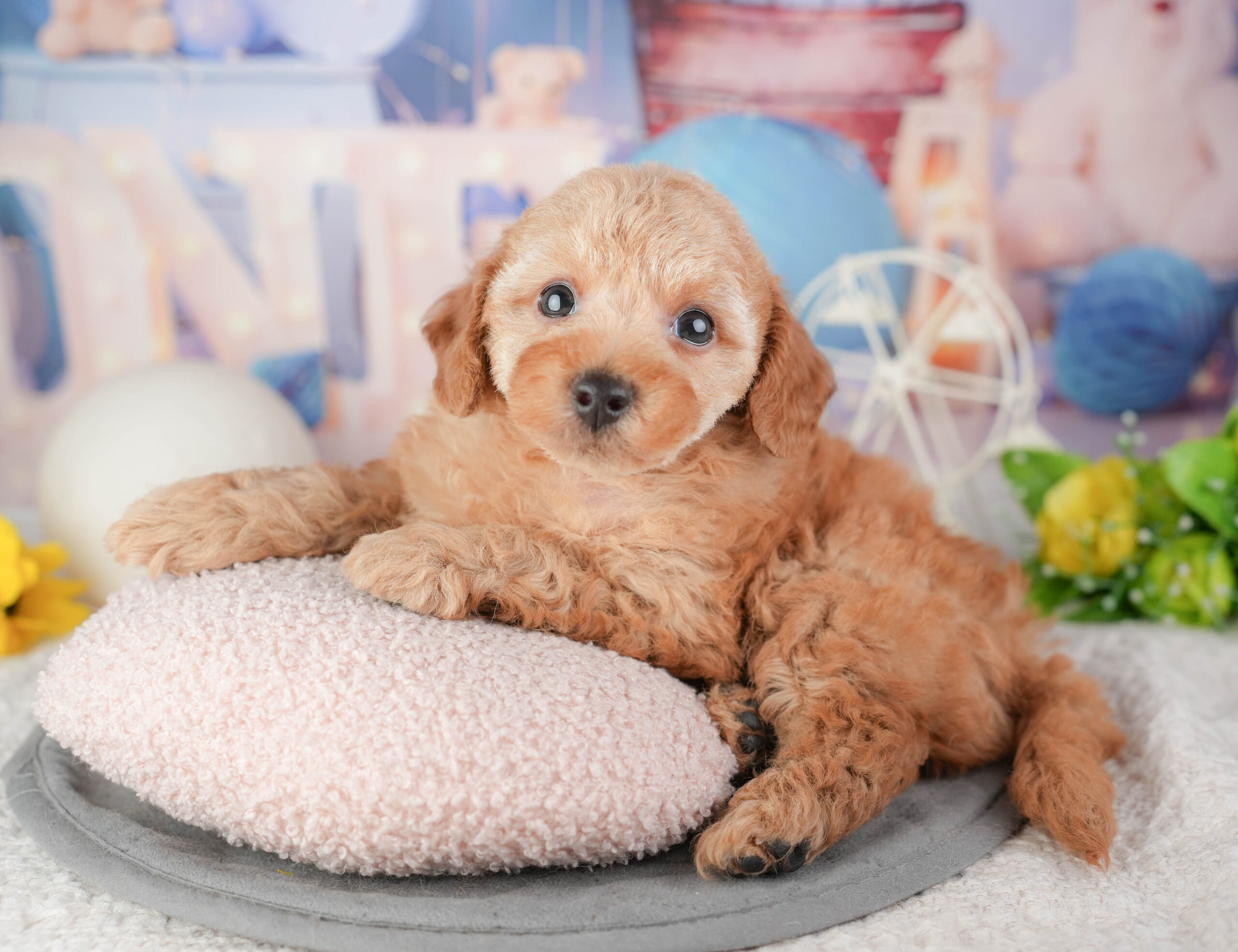 トイ・プードル | 男の子 | レッド | 2026年1月6日