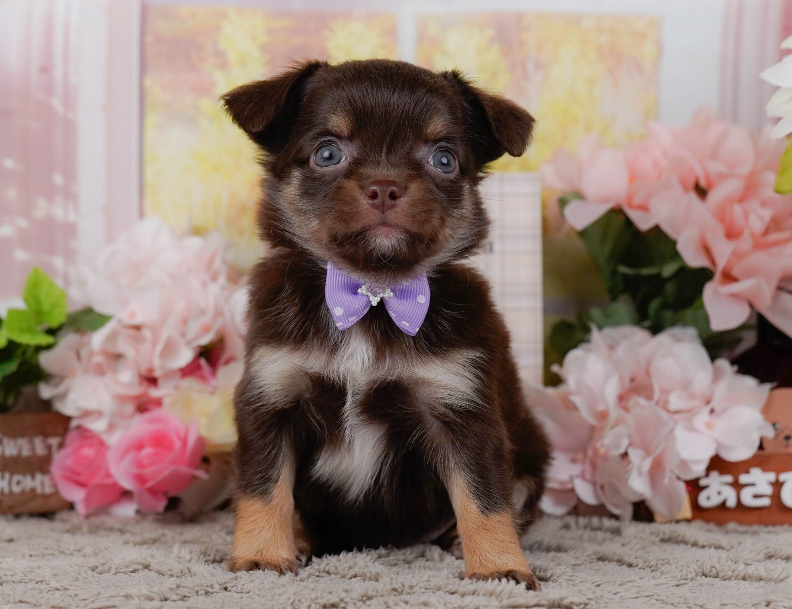 チワワ(ロング) | 女の子 | チョコレート&タン | 2026年1月7日