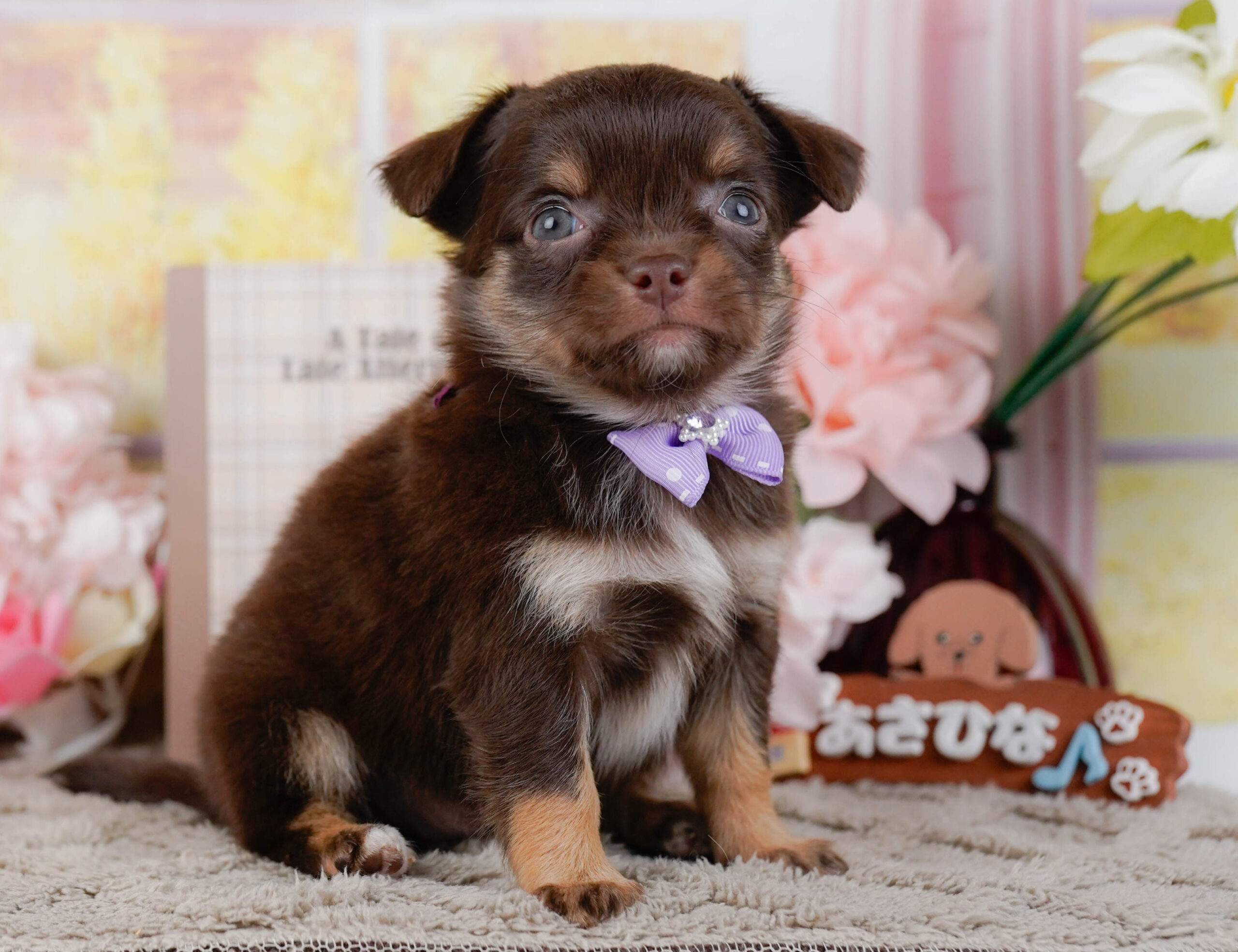 チワワ(ロング) | 女の子 | チョコレート&タン | 2026年1月7日