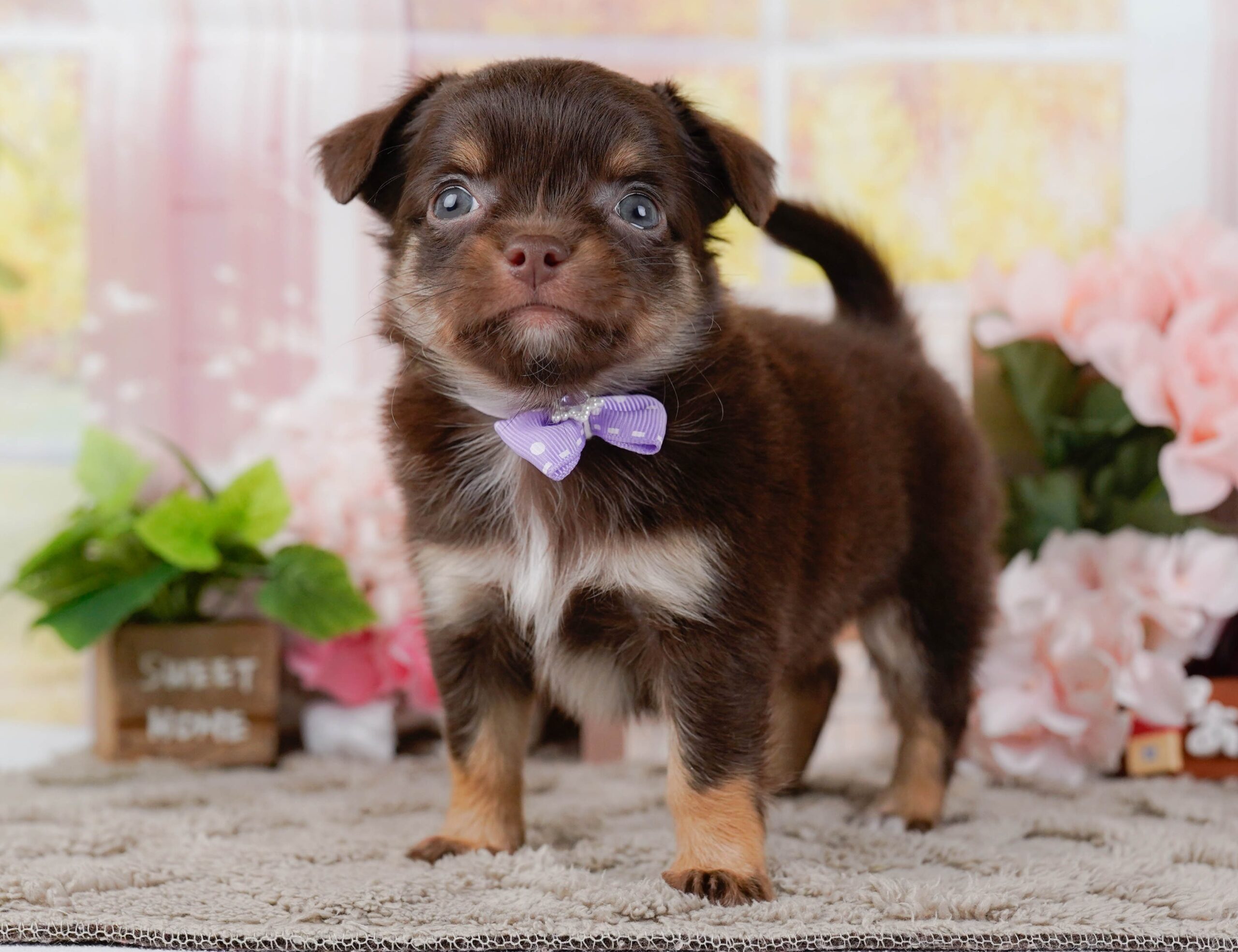 チワワ(ロング) | 女の子 | チョコレート&タン | 2026年1月7日